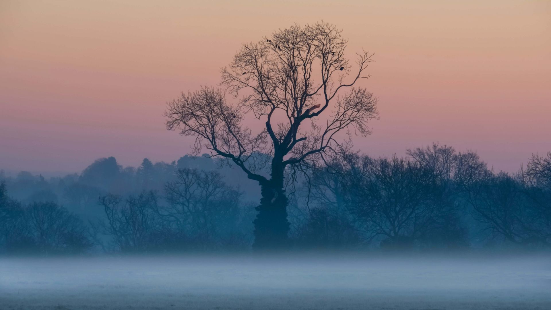 дерево, туман, tree, sunrise, fog, 5K (horizontal)