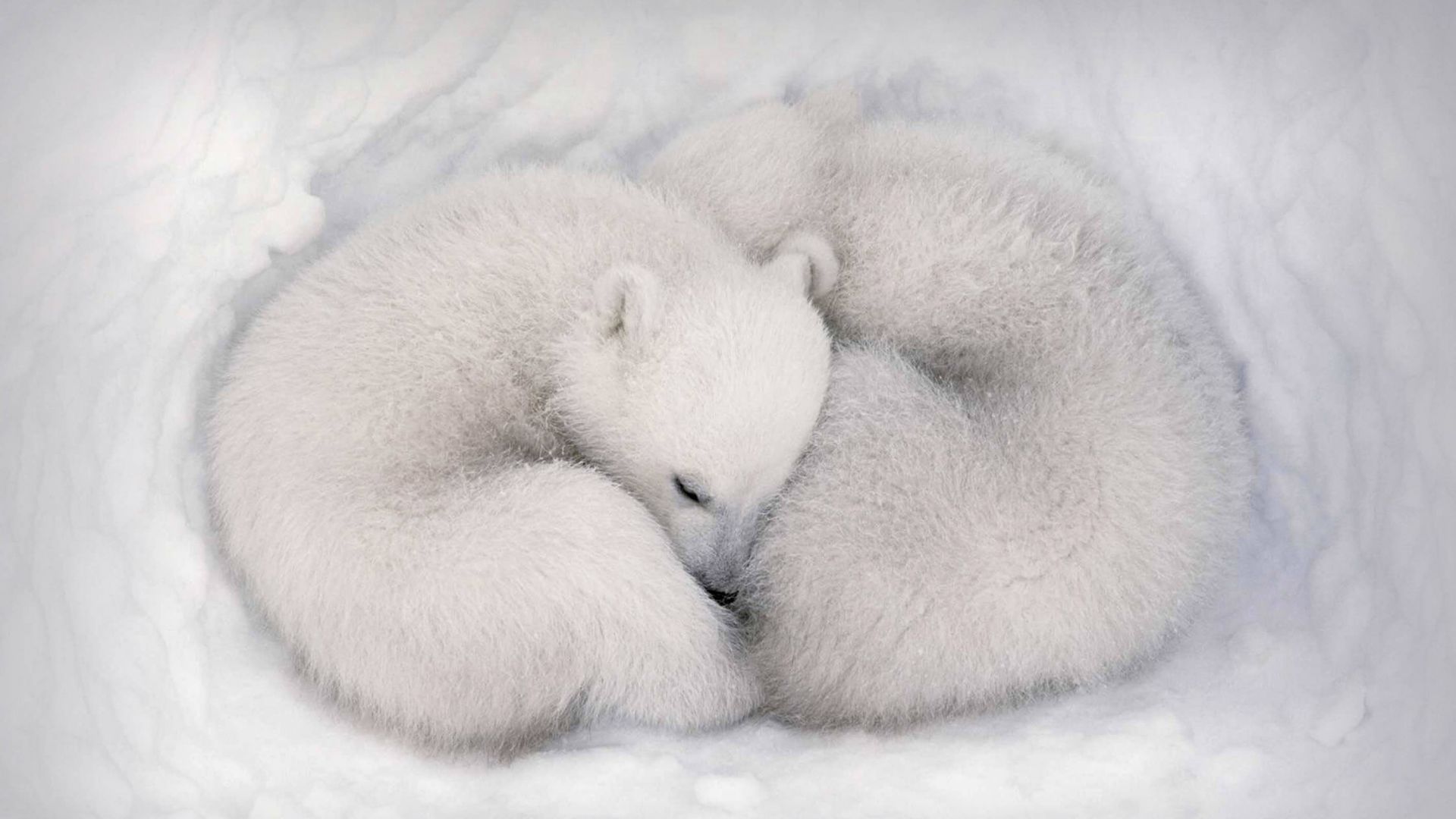 белый медведь, белый, медведь, white bear, white, bear, cute animals, HD (horizontal)