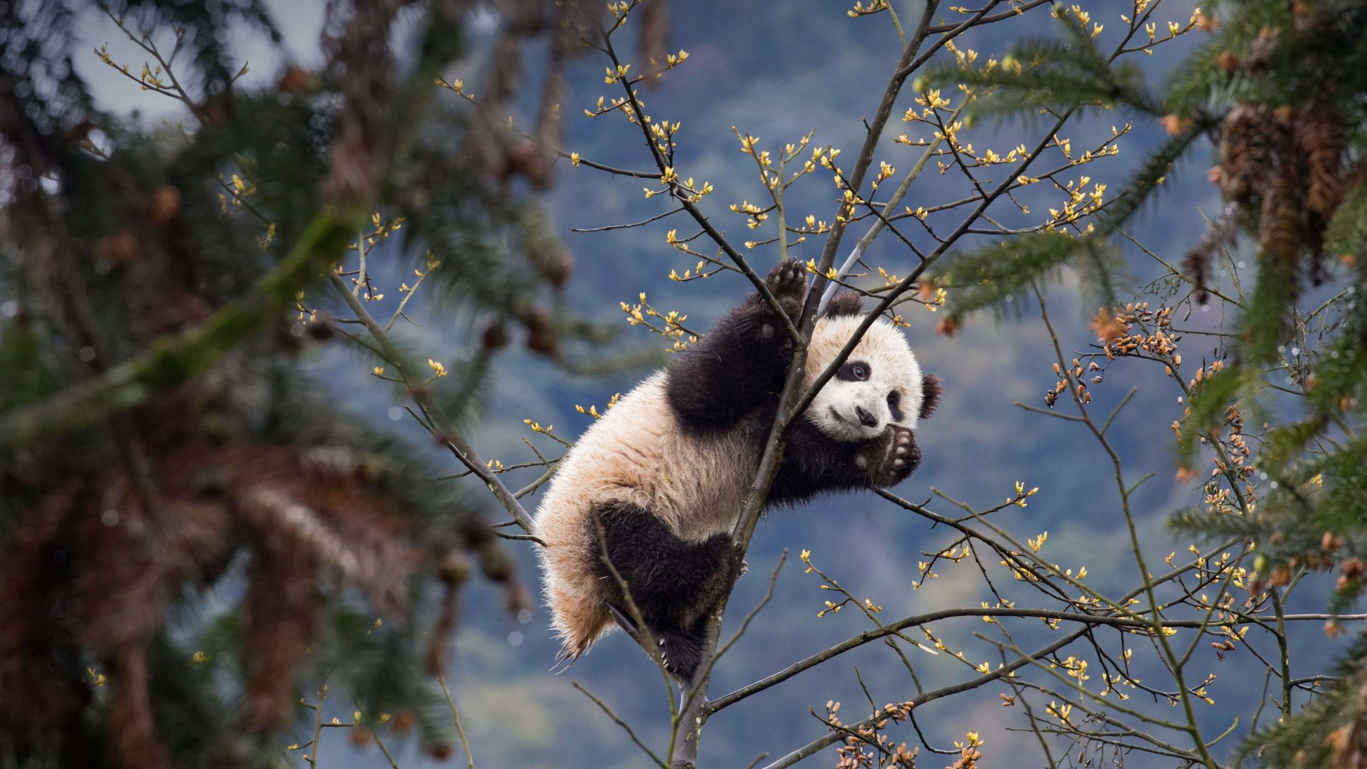 панда, panda, cute animals, 4K (horizontal)