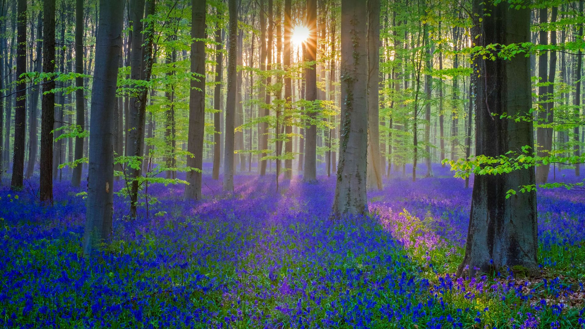 цветы, лес, солнце, свет, bluebell, flower, forest, sun, light, 4K (horizontal)