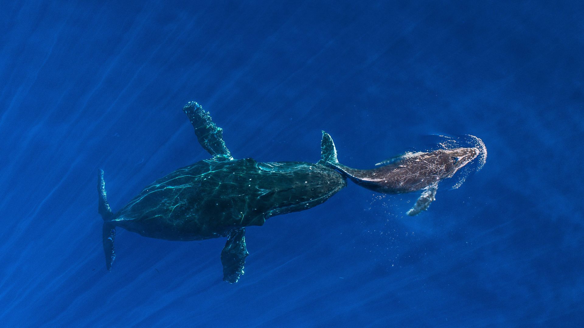 кит, океан, whale, ocean, blue, 4K (horizontal)