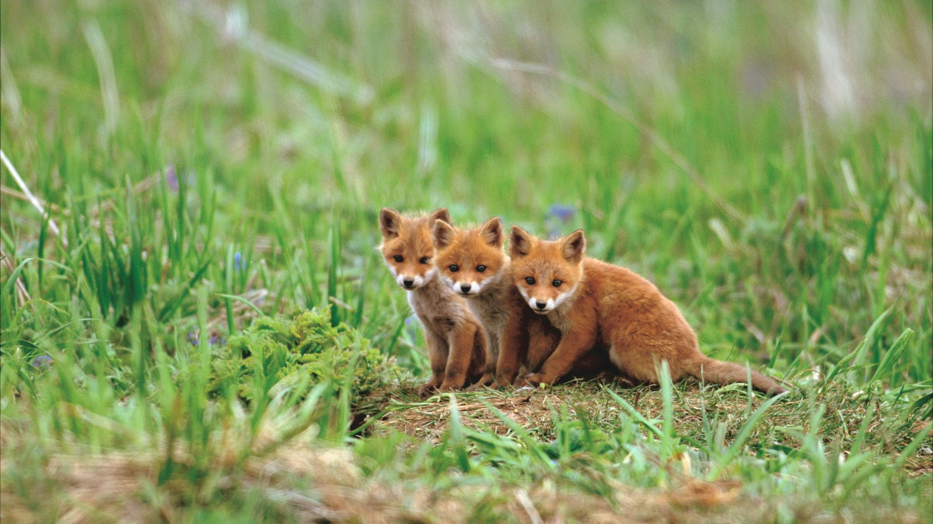 лиса, fox, cute animals, red, 5K (horizontal)