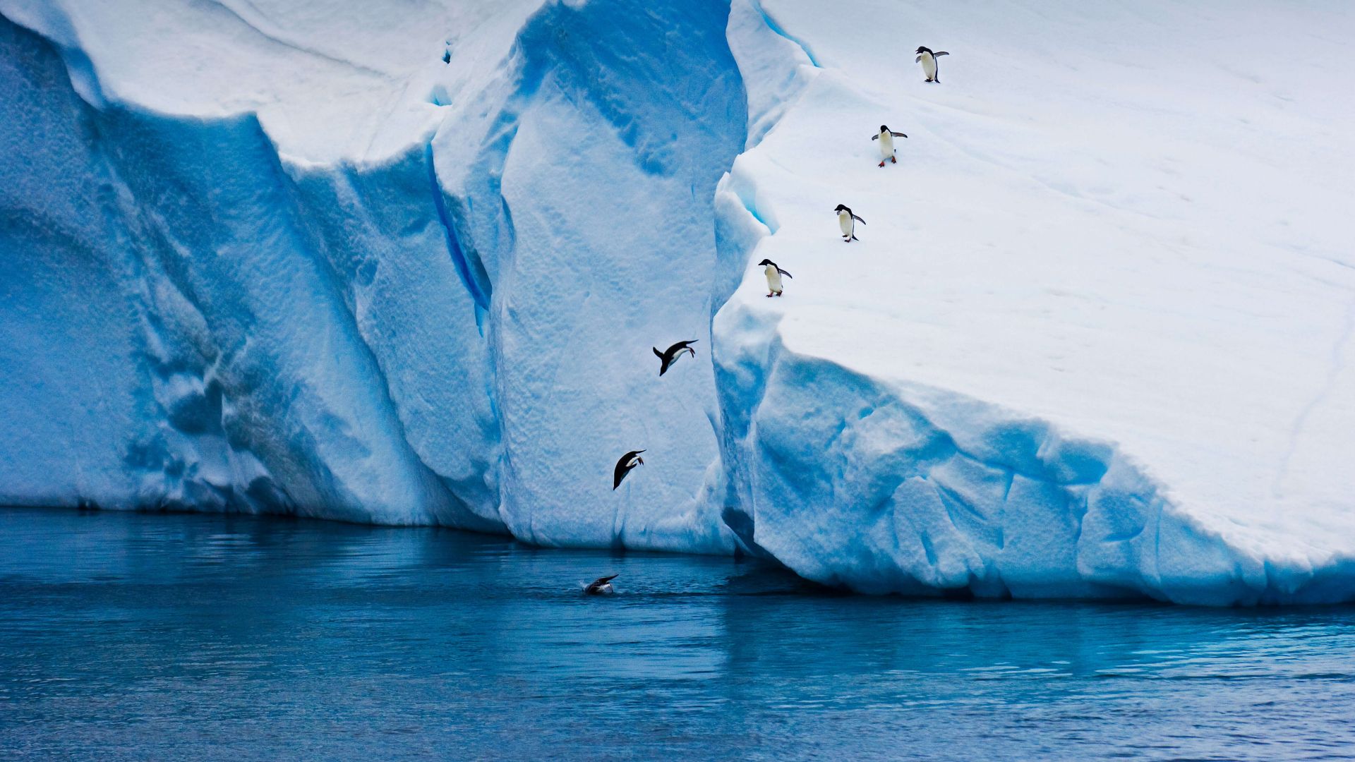 пингвин, лед, зима, penguin, ice, winter, 5K (horizontal)