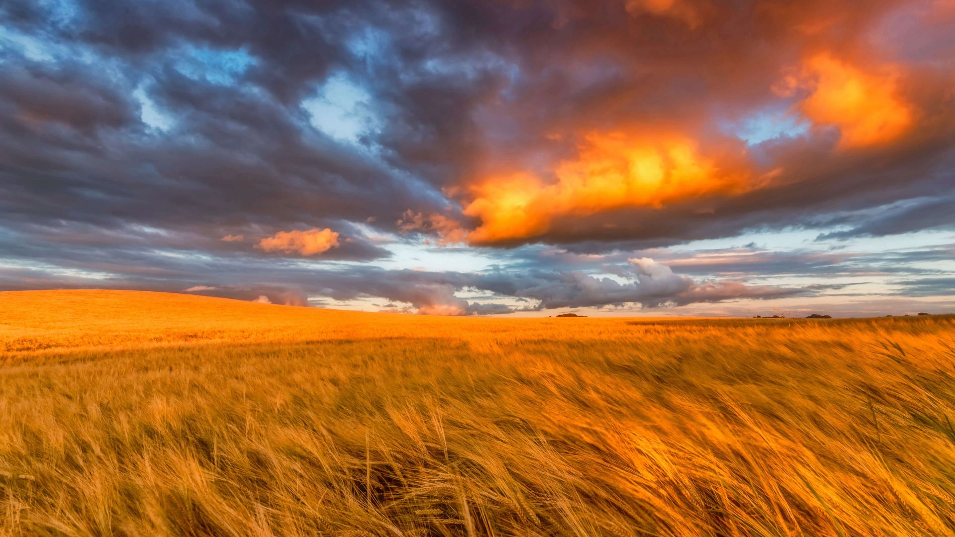поле, Шотландия, закат, field, East Lothian, Scotland, sunset, 4K (horizontal)