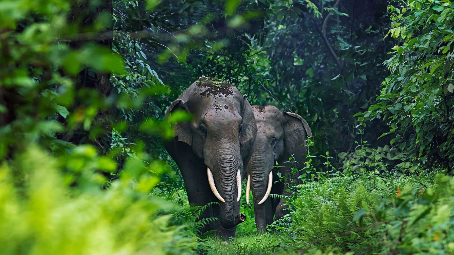 слон, джунгли, elephant, cute animals, jungle, 4K (horizontal)