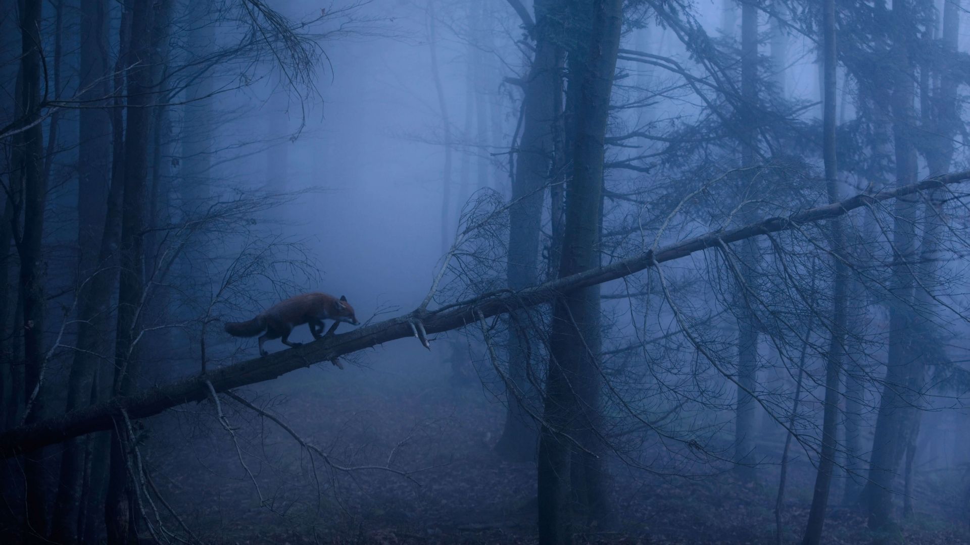 лиса, лес, туман, fox, dark, forest, fog, 5K (horizontal)