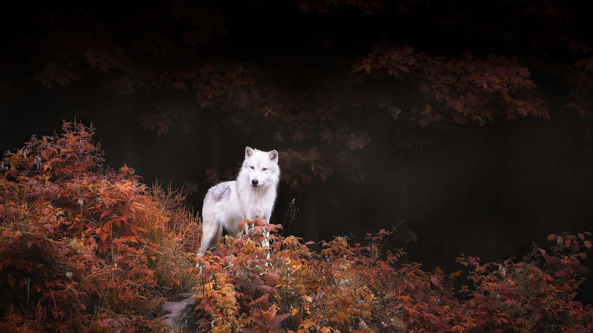 волк, белый, осень, лес, wolf, white, autumn, forest, 4K (horizontal)