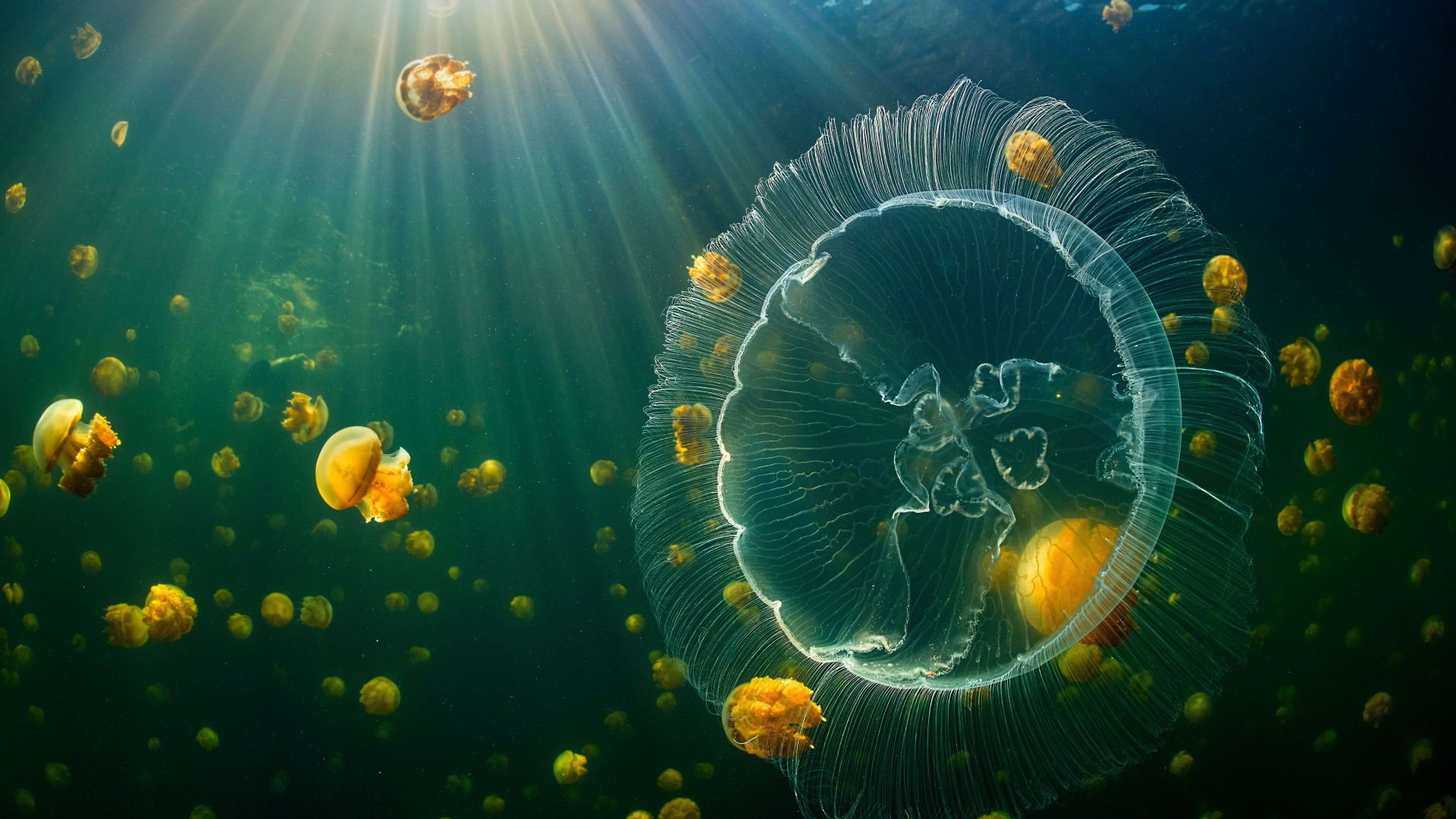 медуза, jellyfish, underwater, 8K (horizontal)