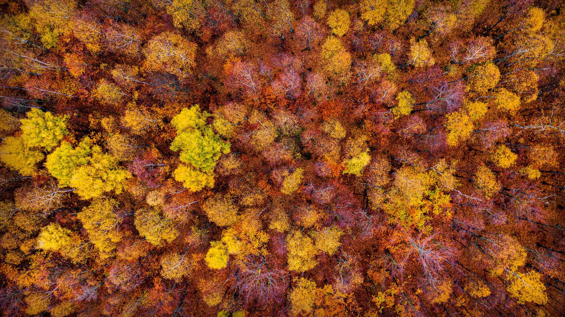 осень, autumn, forest, trees, 4K (horizontal)