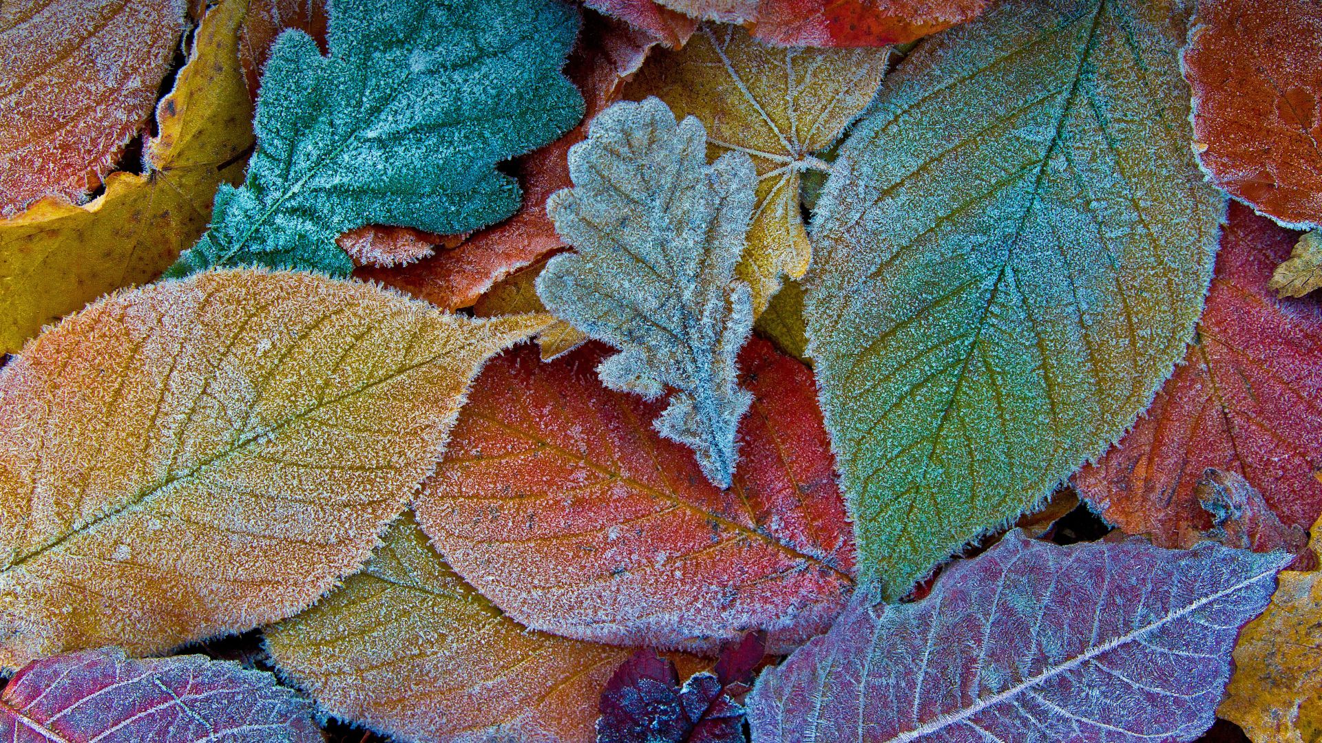 листья, осень, leaves, autumn, frost, 5K (horizontal)