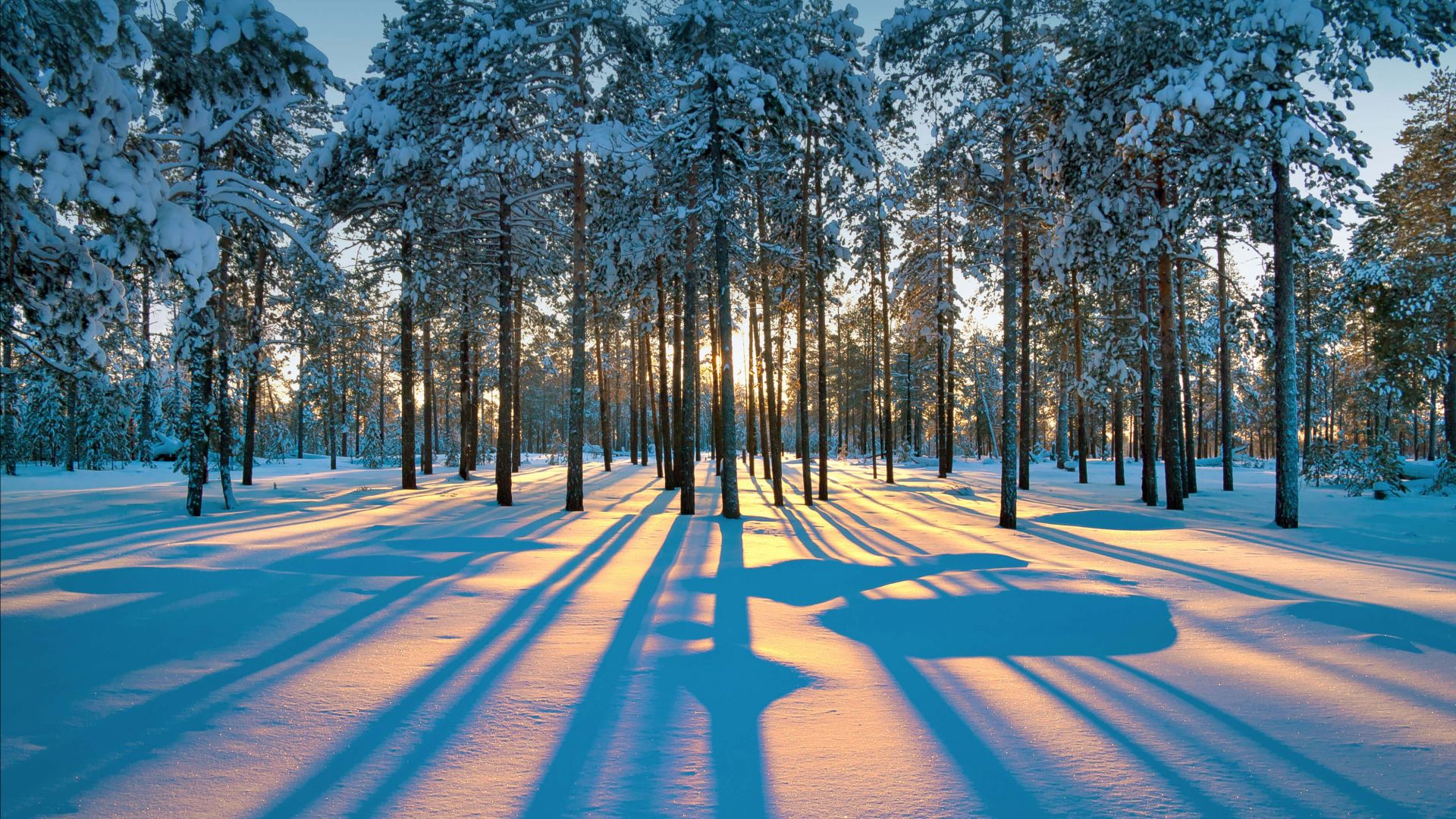 зима, лес, снег, деревья, закат, winter, forest, snow, trees, sunset, 4K (horizontal)