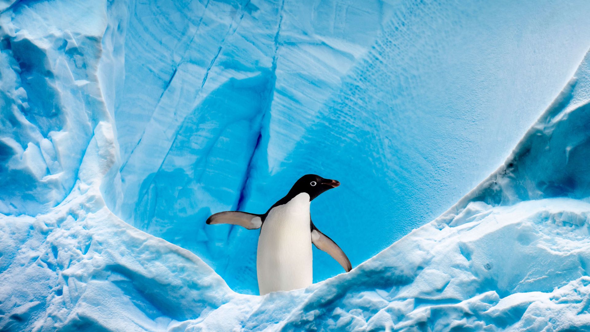 пингвин, лед, зима, penguin, glacier, ice, winter, 4K (horizontal)