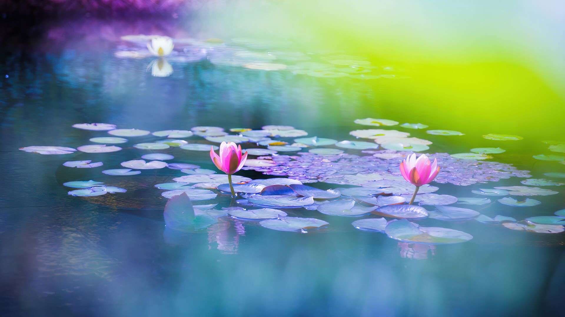 лилия, цветы, весна, lily, flower, purple, spring, 4K (horizontal)