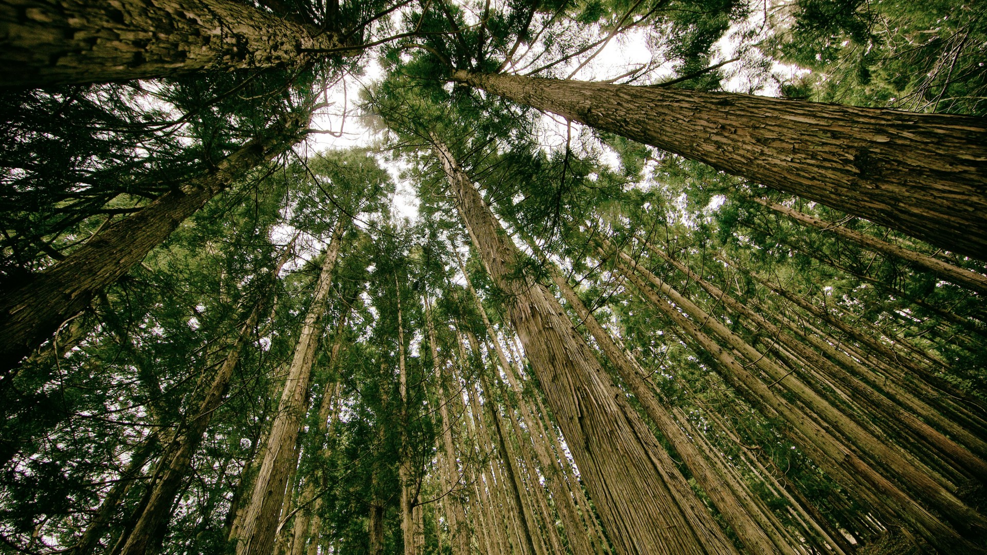лес, 5k, 4k, деревья, зеленый, обои, forest, 5k, 4k wallpaper, threes, green, wallpaper (horizontal)