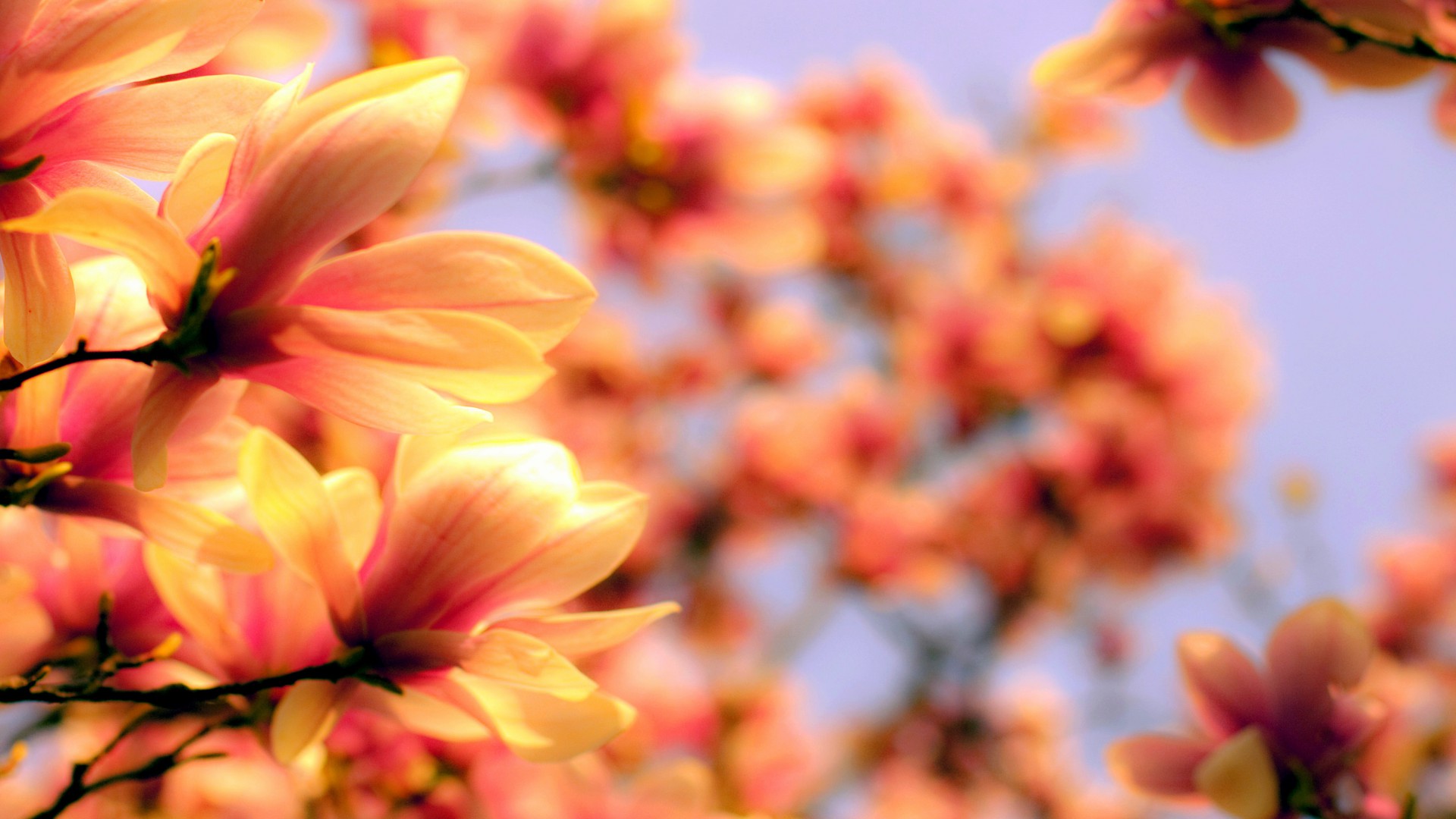 Магнолия, 4k, HD, Азия, весна, цветок, Magnolia, 4k, HD wallpaper, Asia, spring, flower (horizontal)