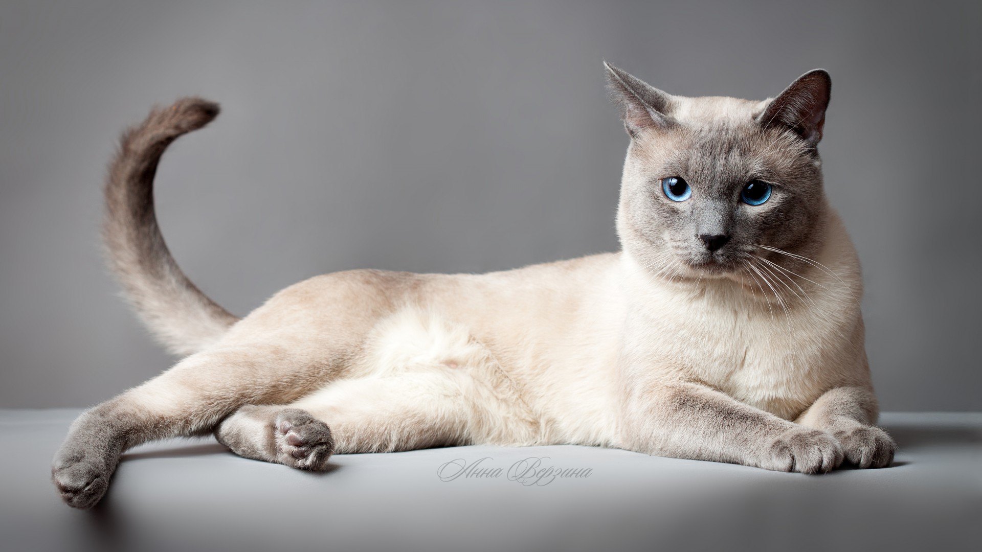 Тайская кошка, Тайский кот, голубые глаза, животное, Thai cat, blue eyes, animal (horizontal)