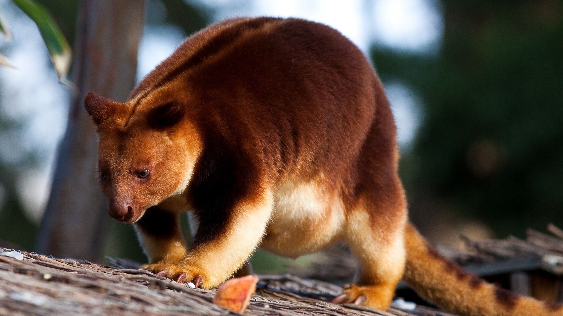 Кенгуру Гудфеллоу, Новая гвинея, кенгуру, Goodfellow's tree-kangaroo, New Guinea, kangaroo (horizontal)