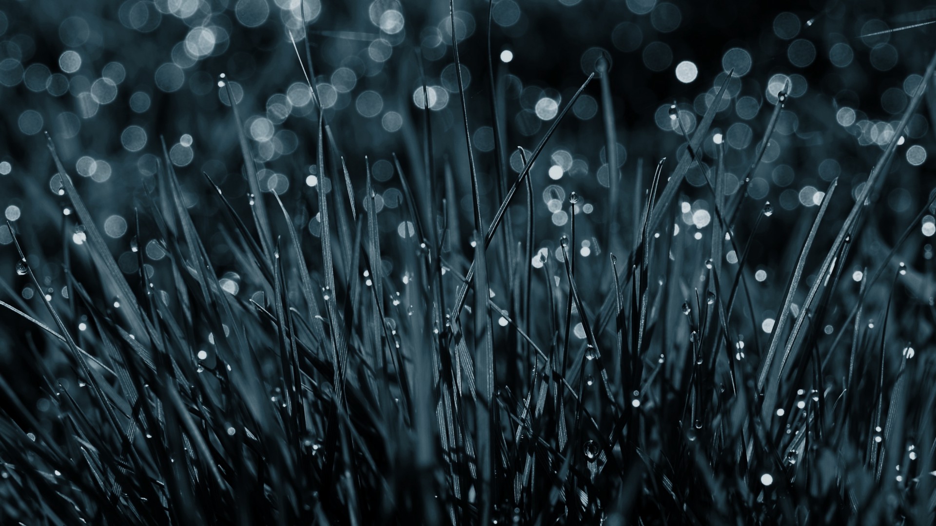 Трава, 4k, HD, голубая, капли, роса, Grass, 4k, HD wallpaper, blue, dew, drops (horizontal)