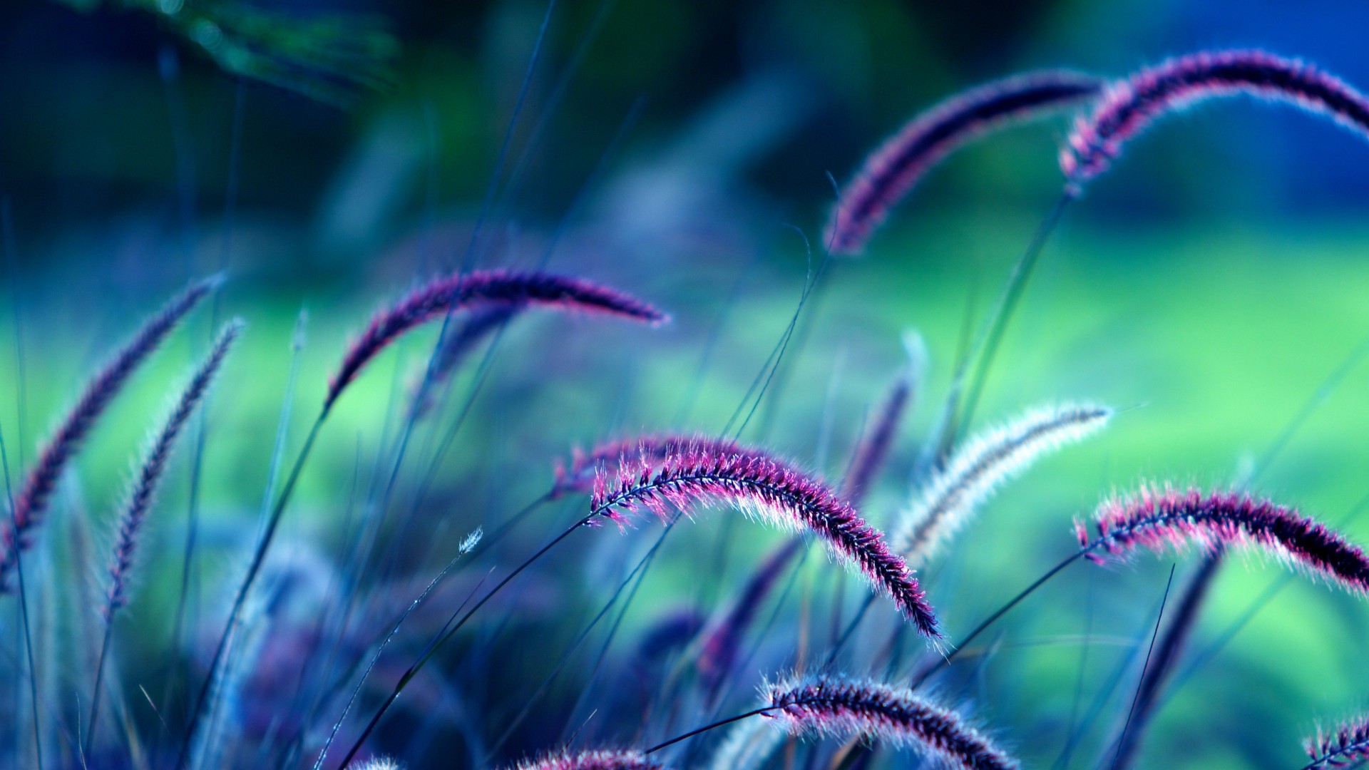Трава, 5k, 4k, фиолетовый, колосья, Grass, 5k, 4k wallpaper, purple, ears (horizontal)