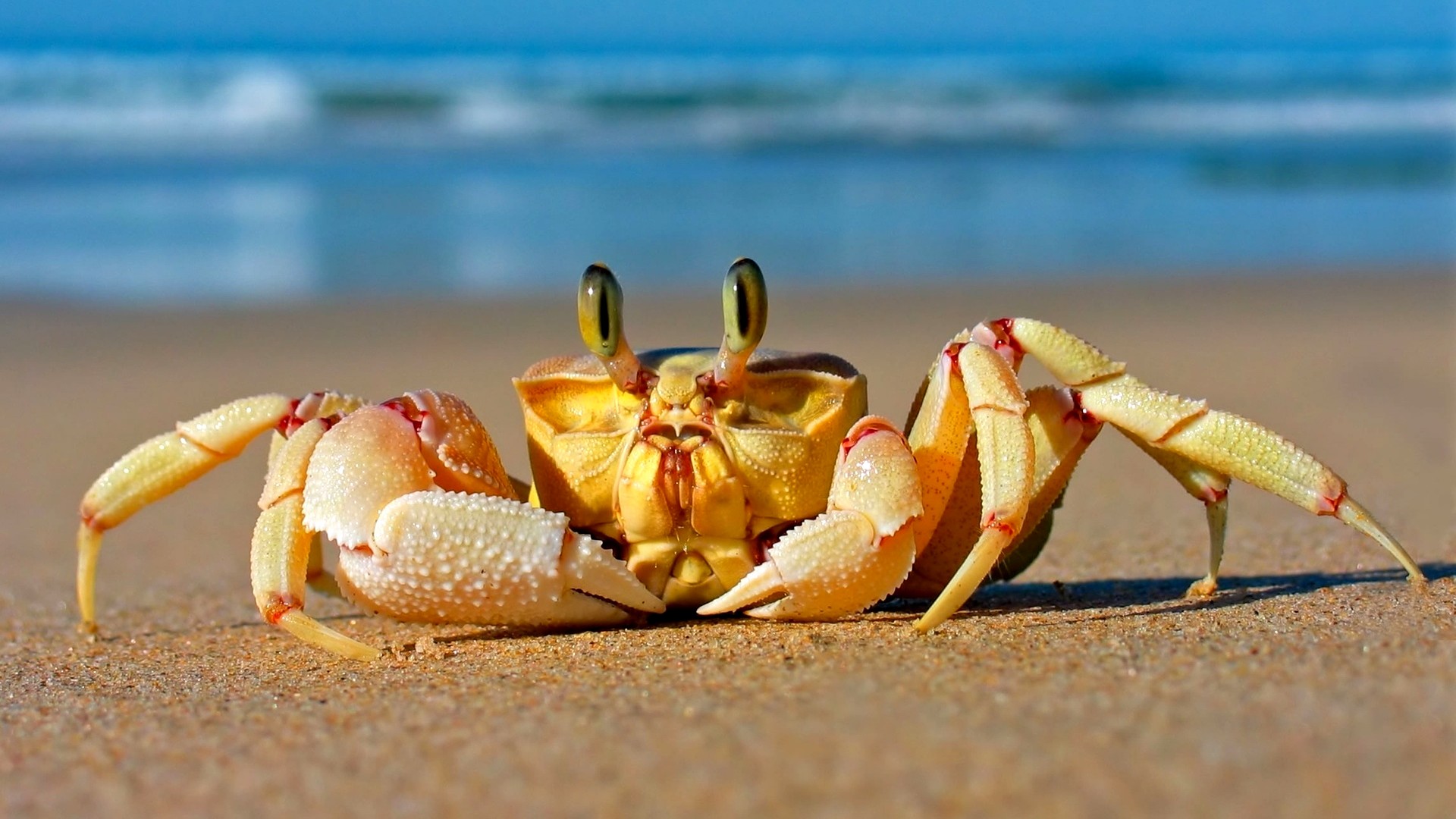 Краб, Средиземное море, песок, смешное, милые животные, Crab, Mediterranean sea, sand, funny, cute animals (horizontal)