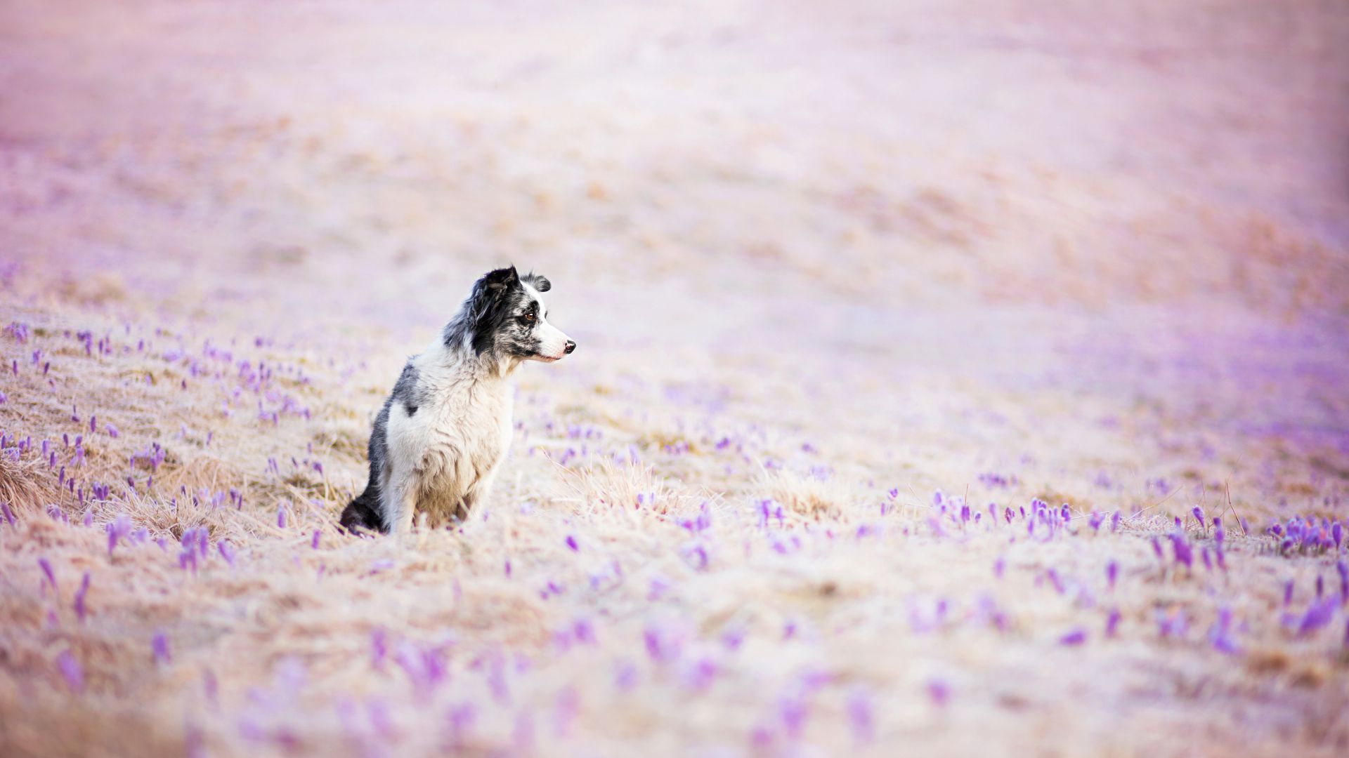 Бордер-колли, собака, поле, милые животные, забавный, Border Collie, dog, field, cute animals, funny (horizontal)
