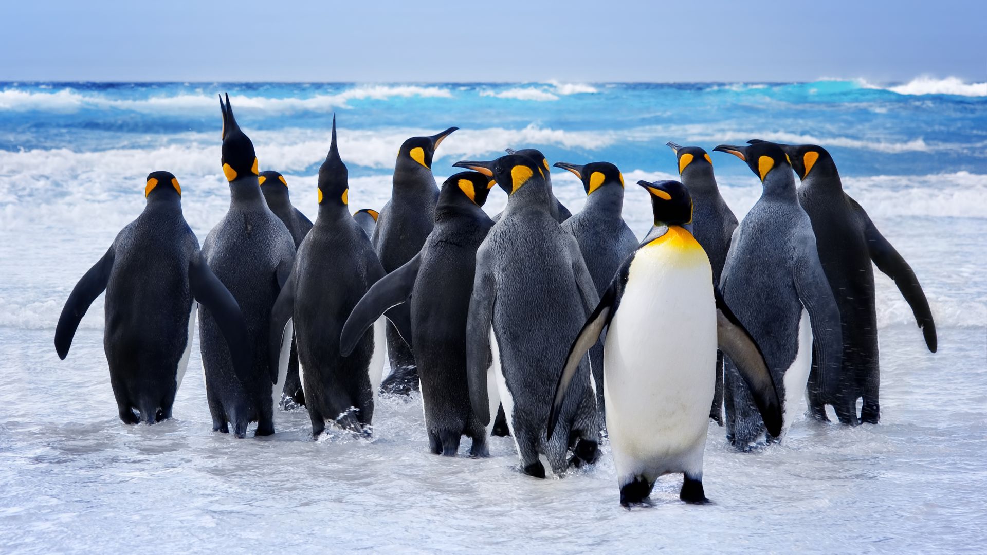 Пингвин, снег, океан, милые животные, забавный, Pinguin, snow, ocean, cute animals, funny (horizontal)