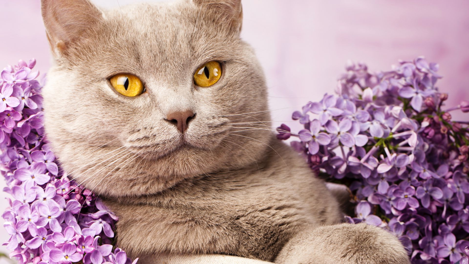 Британский кот, милые животные, сиреневый, British cat, cute animals, lilac (horizontal)