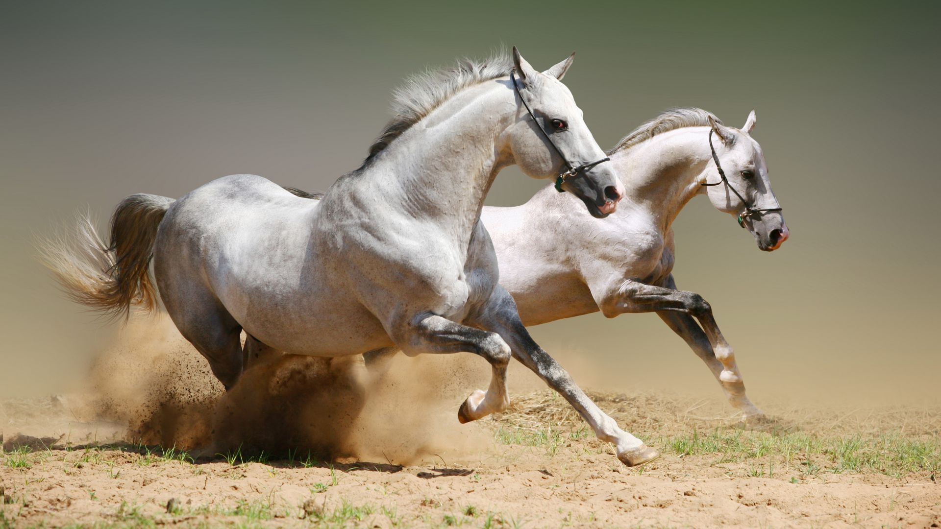 Лошадь, милые животные, галоп, Horse, cute animals, gallop (horizontal)