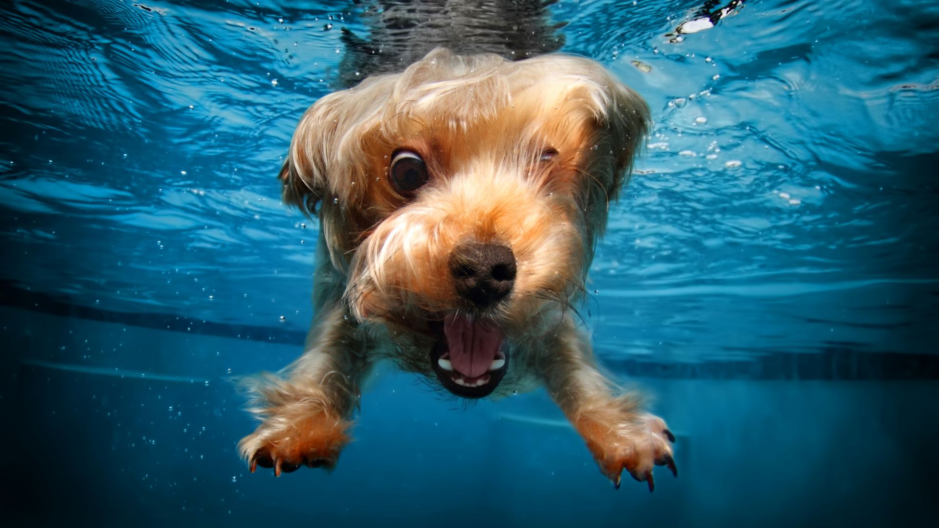 Собака под водой фото