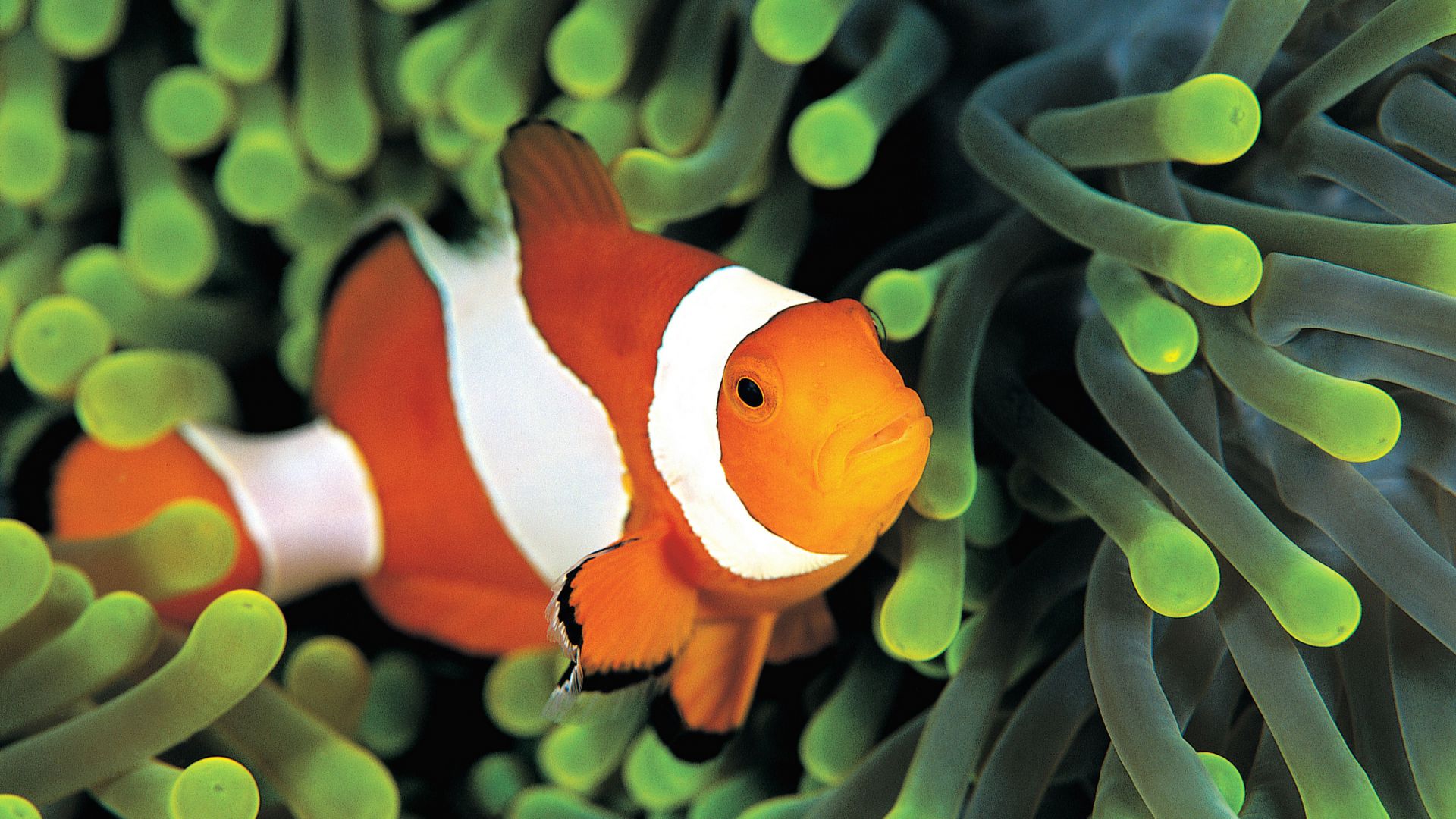 Рыбы-клоуны, подводный мир, лучшие дайвинг места, clownfish, underwater, Best Diving Sites (horizontal)