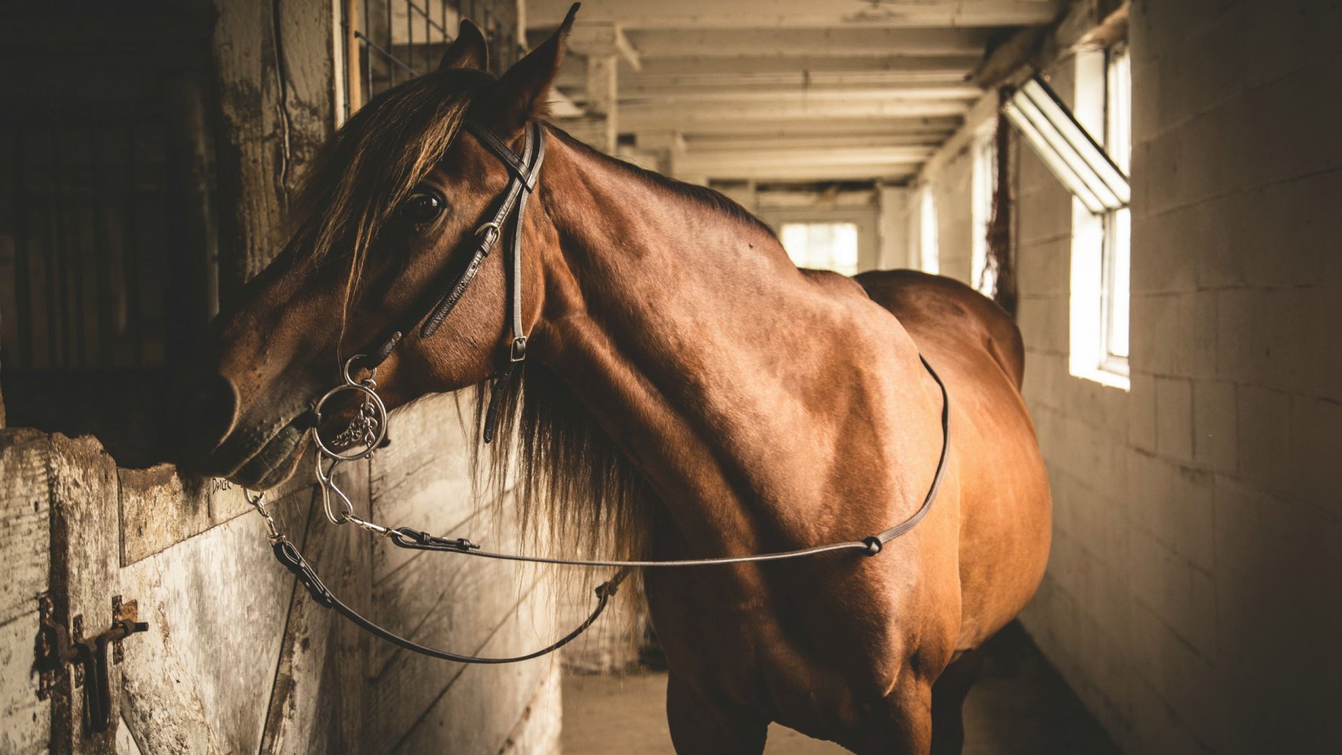 Лошадь, конюшня, коричневый, милые животные, Horse, stable, brown, cute animals (horizontal)