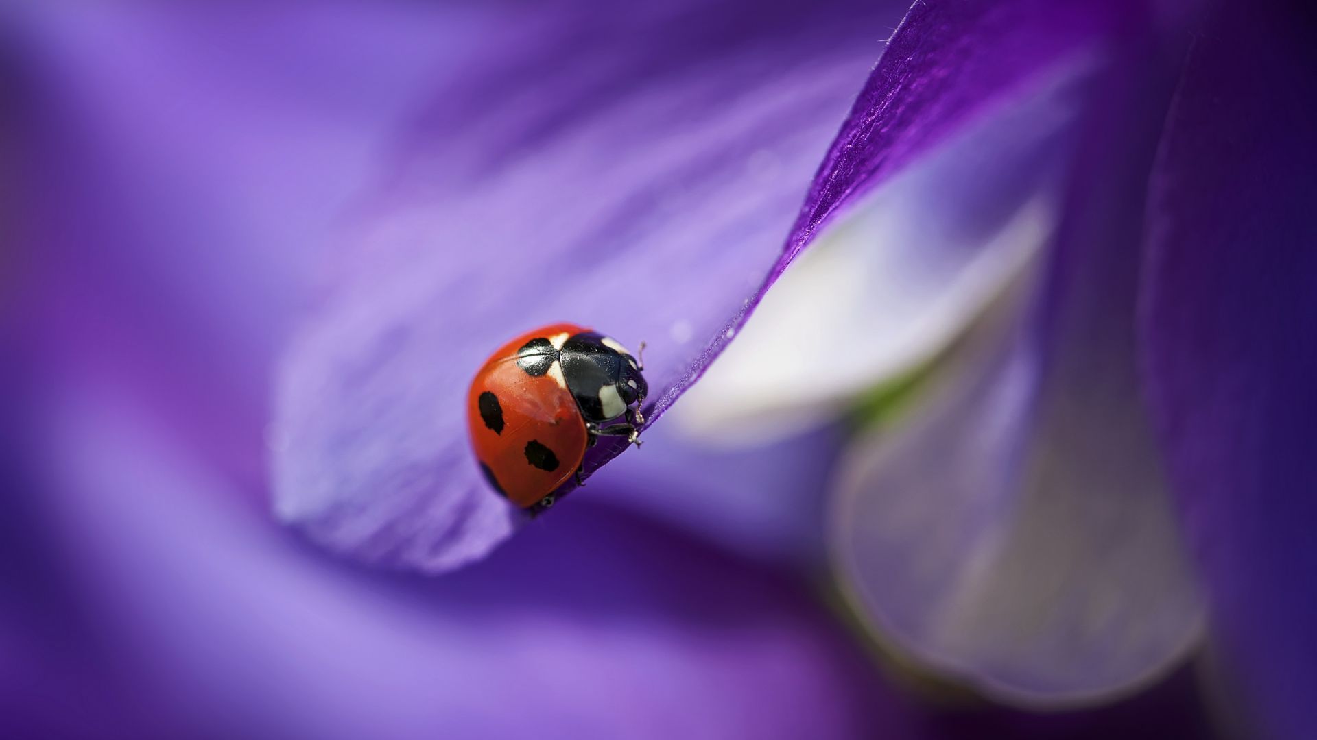 божья коровка, макро, размытость, фиолетовый, ladybug, macro, blur, purple (horizontal)