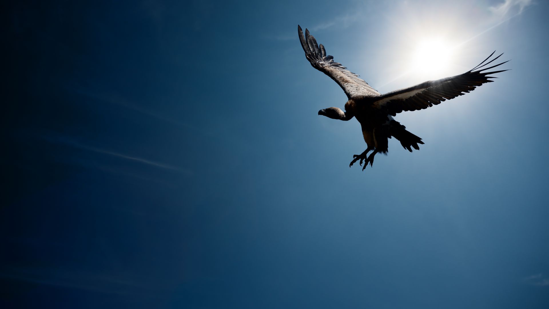 Стервятник, полет, небо, солнце, Vulture, flight, sky, sun (horizontal)