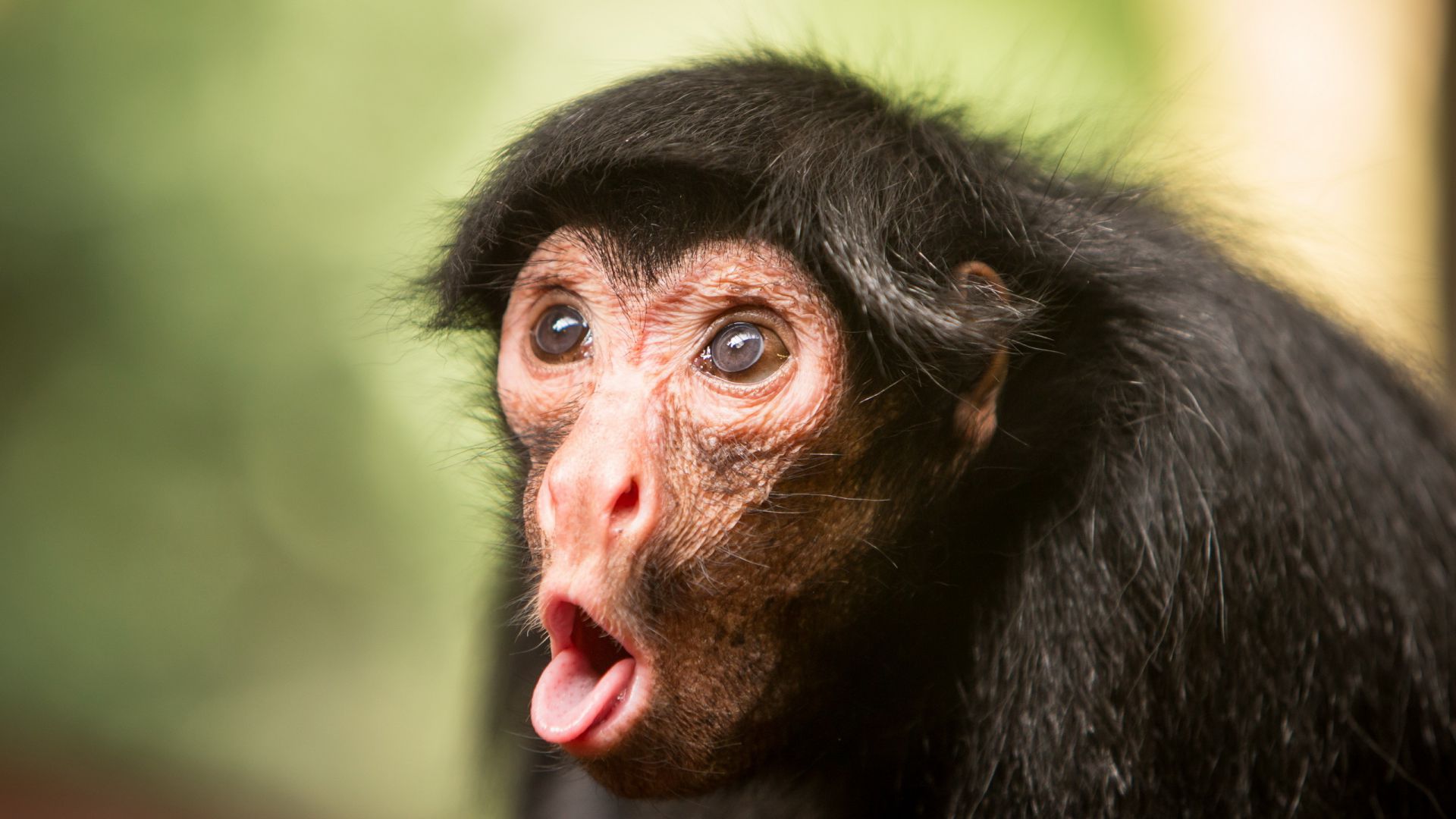 Шимпанзе, обезьяна, милые животные, забавный, Chimpanzee, monkey, cute animals, funny (horizontal)