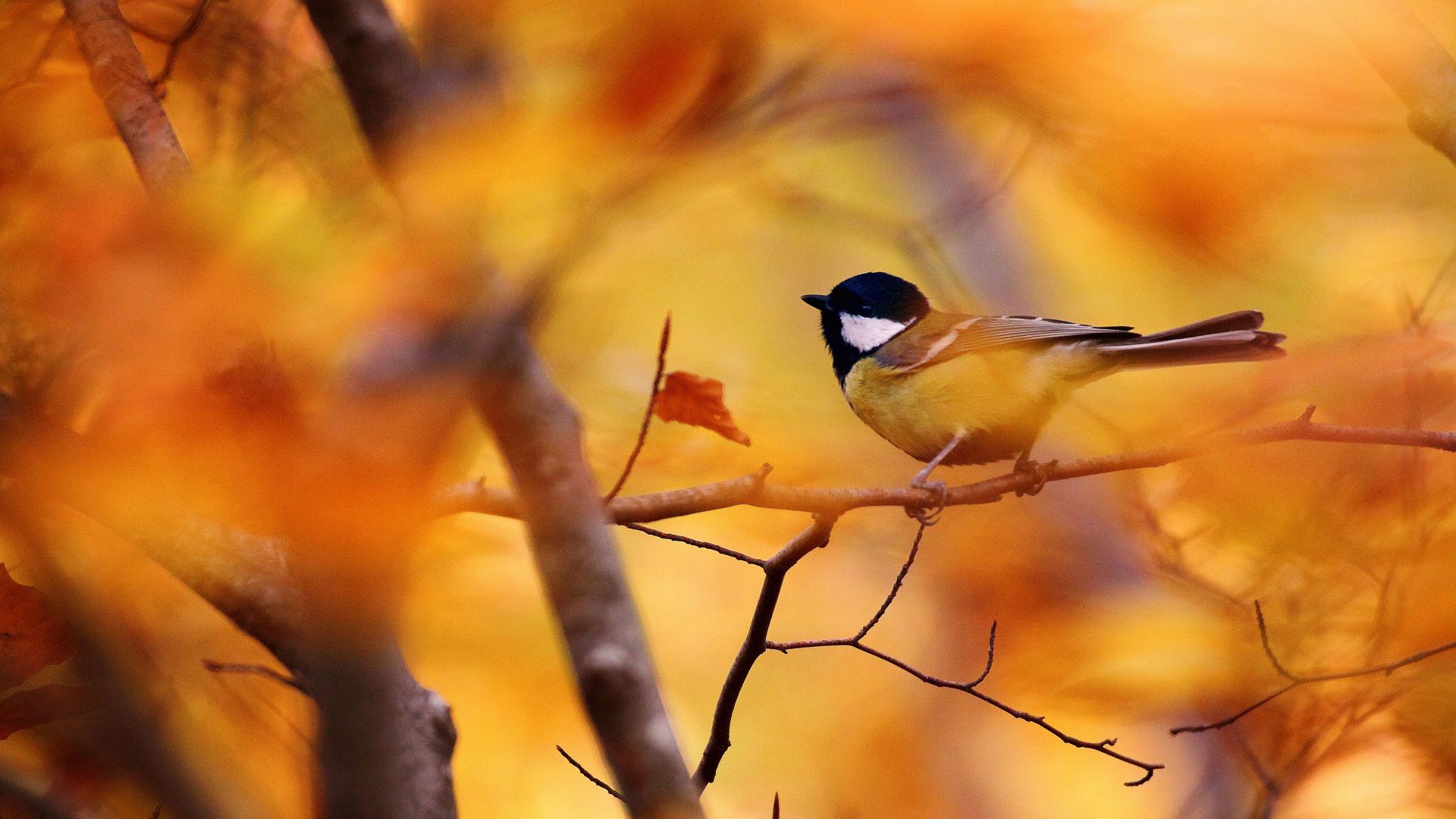 Синица, осень, дерево, размытость, Tit, autumn, tree, blur (horizontal)