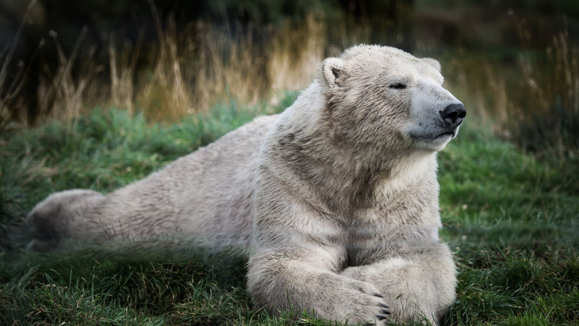 Полярный медведь, взгляд, милые животные, Polar bear, look, cute animals (horizontal)