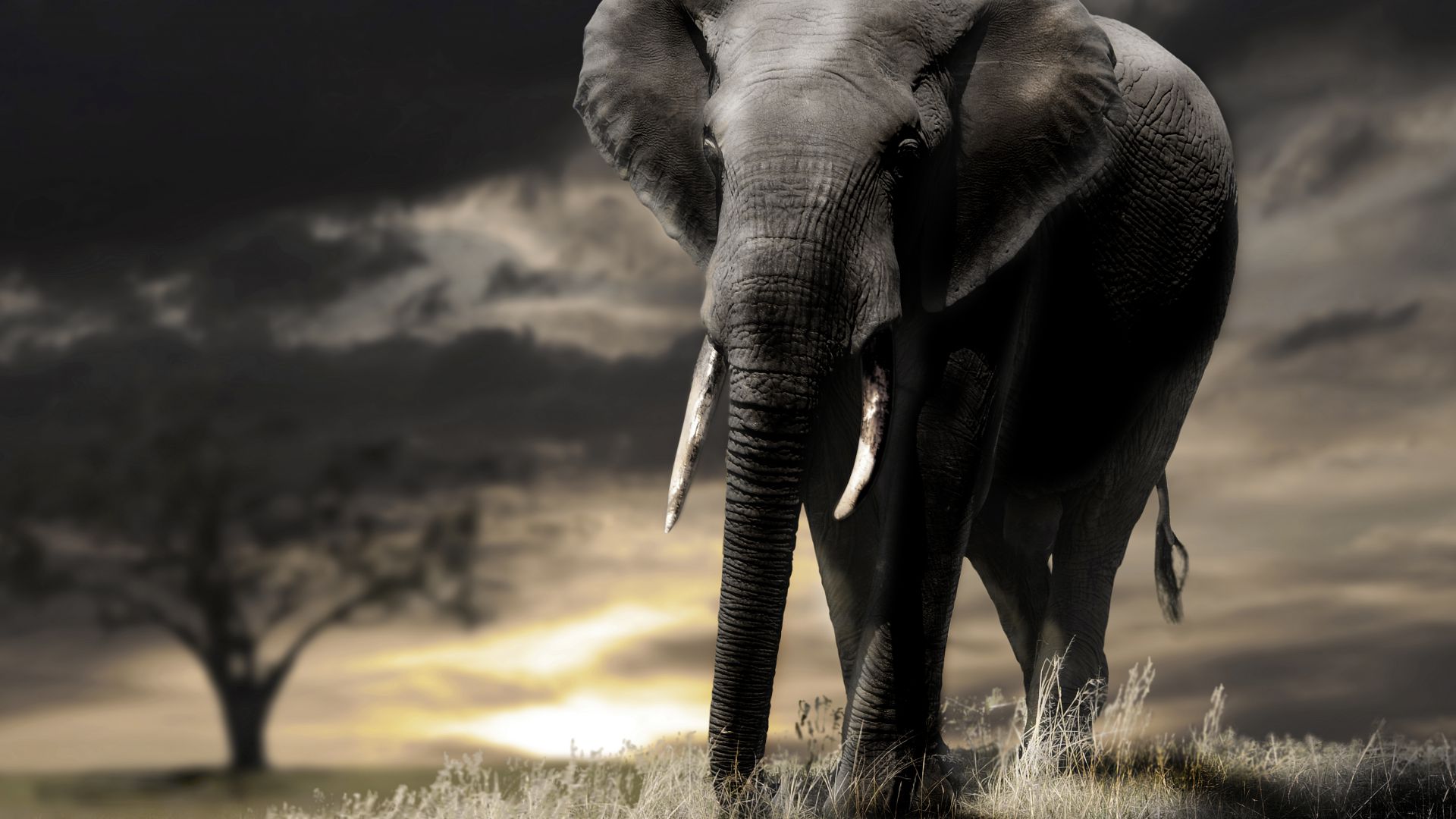 Слон, закат, облака, саванна, Elephant, sunset, savanna, clouds (horizontal)