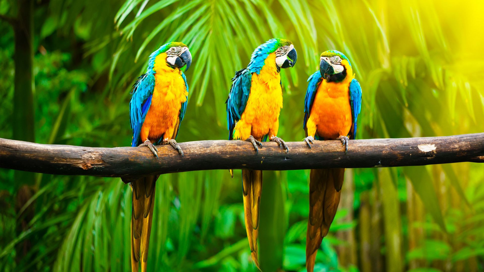 Ара, попугай, тропики, Macaw, parrot, tropics (horizontal)