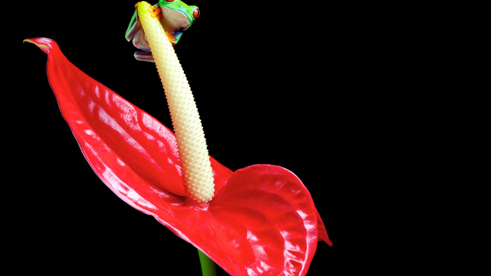Лягушка, цветок, Спатифиллум, макро, Frog, flower, Spathiphyllum, macro (horizontal)