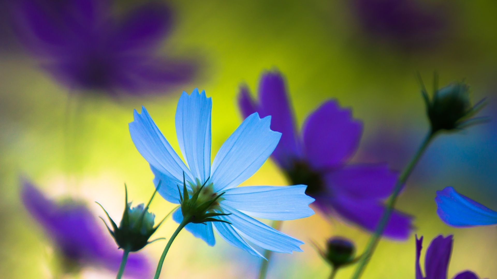 Васильки, 4k, HD, голубой, Cornflowers, 4k, HD wallpaper, blue (horizontal)