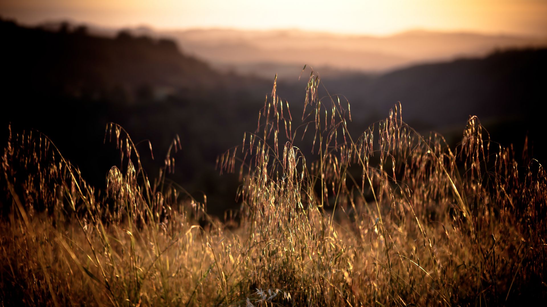 Калифорния, 4k, HD, 8k, Поле, трава, закат, California, 4k, HD wallpaper, 8k, Field, sunset, grass (horizontal)