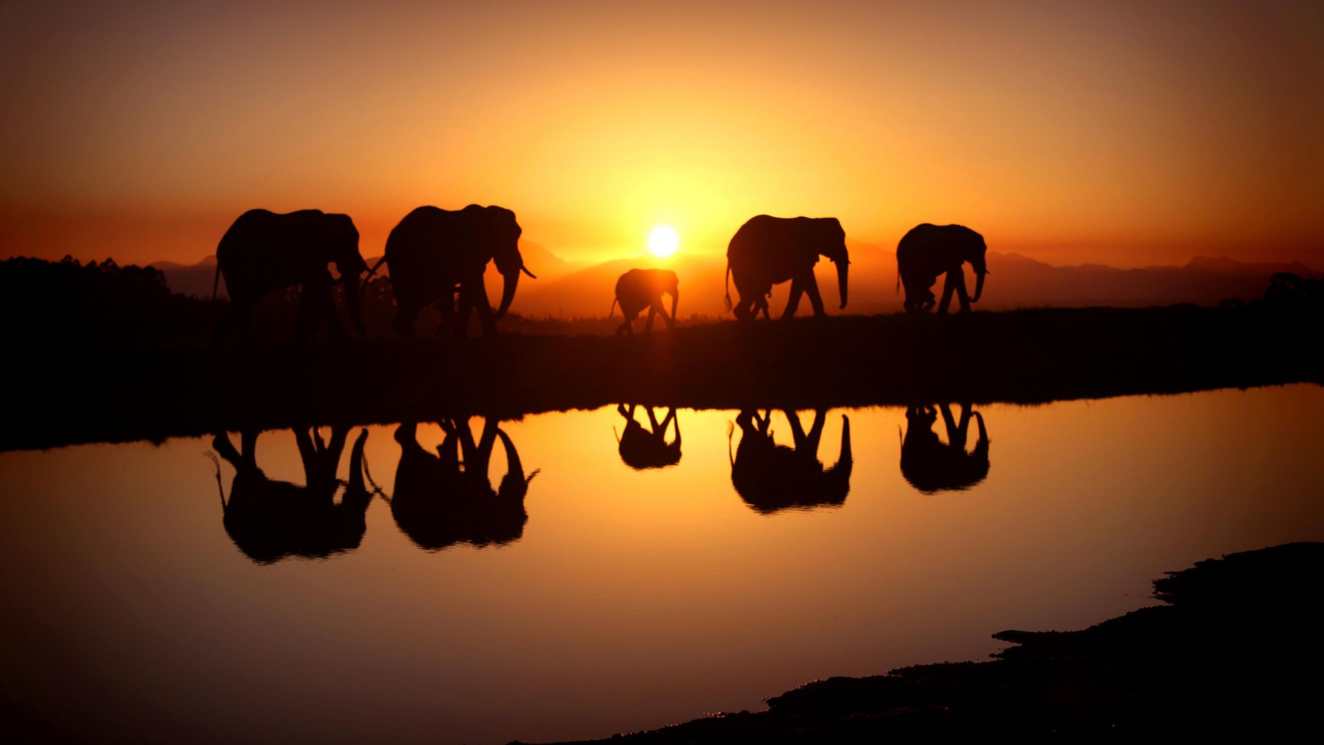 Слон, закат, вода, Elephant, sunset, water (horizontal)