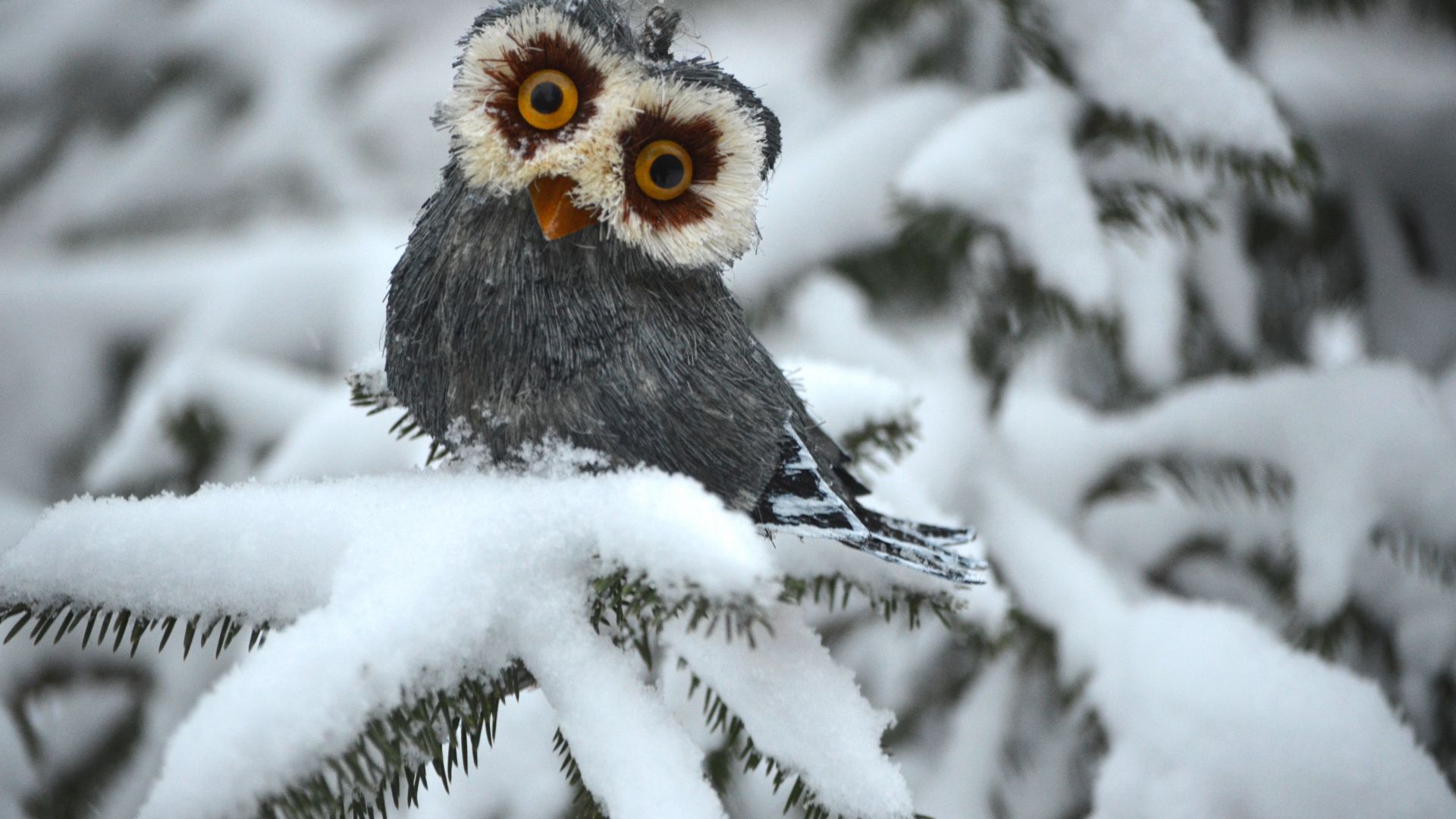 Сова, сосны, снег, милые животные, забавный, Owl, pines, snow, cute animals, funny (horizontal)
