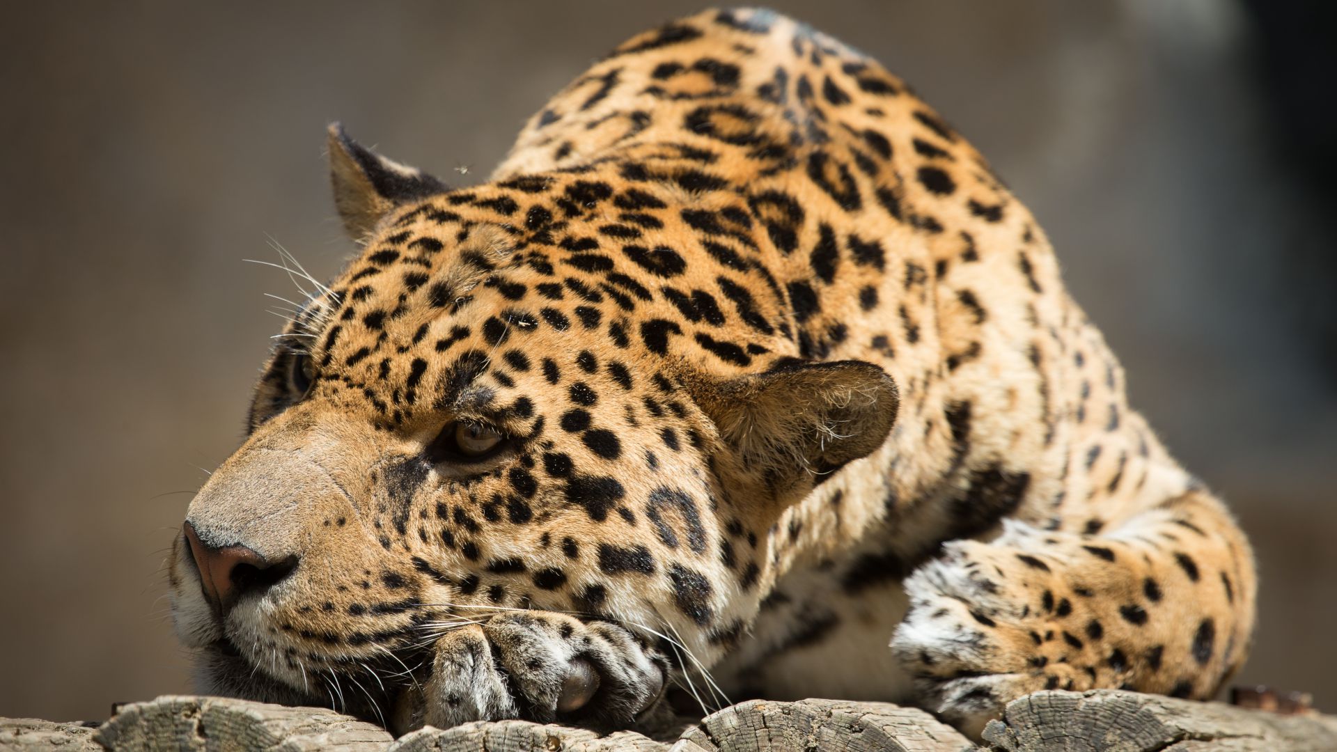 ягуар, взгляд, милые животные, jaguar, look, cute animals (horizontal)