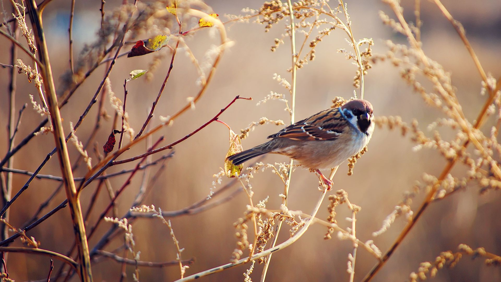 Воробей, дерево, размытость, Sparrow, tree, blur (horizontal)