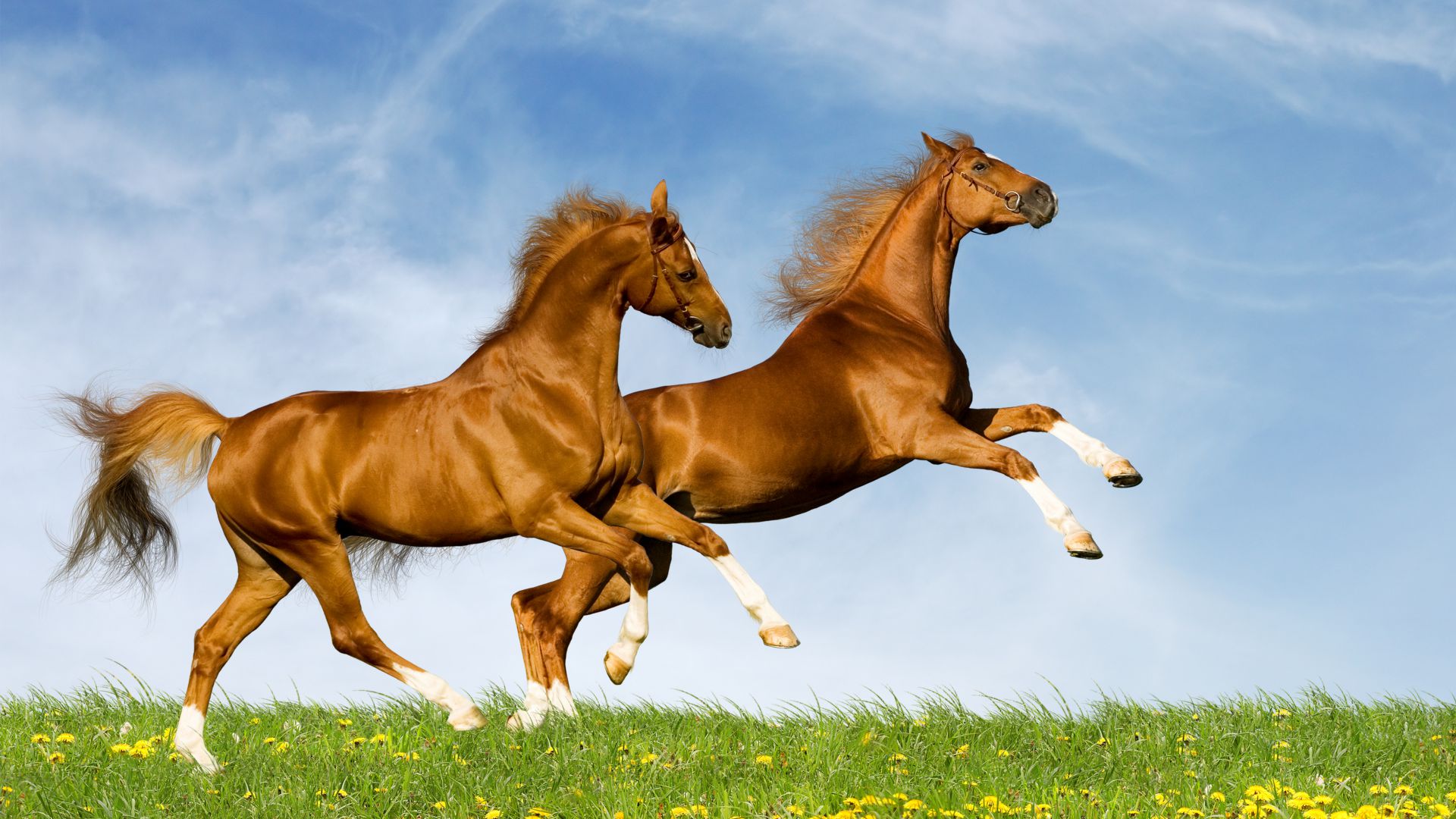 Лошадь, галоп, пара, небо, Horse, gallop, couple, sky (horizontal)