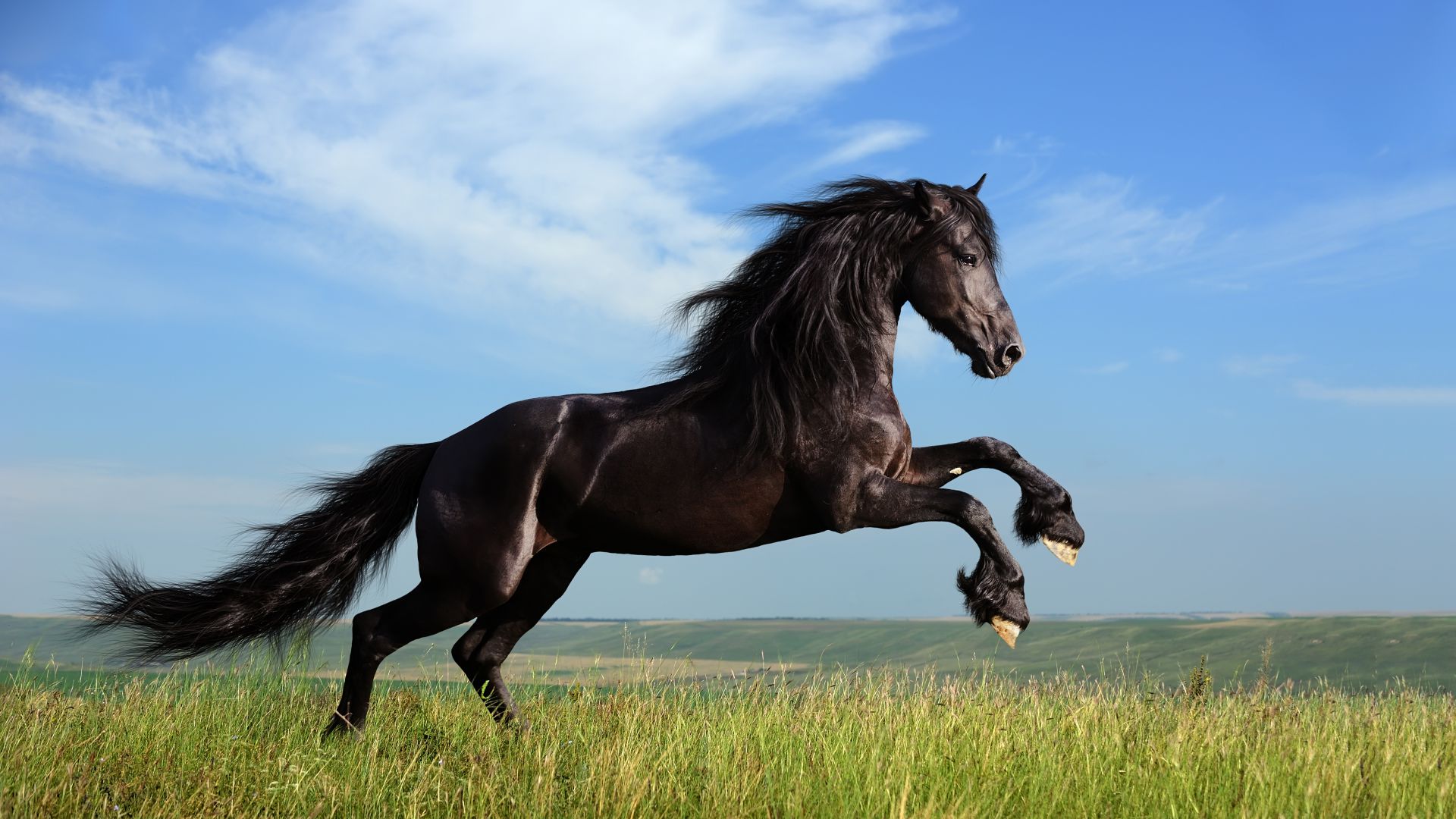 Лошадь, галоп, луг, небо, Horse, gallop, meadow, sky (horizontal)