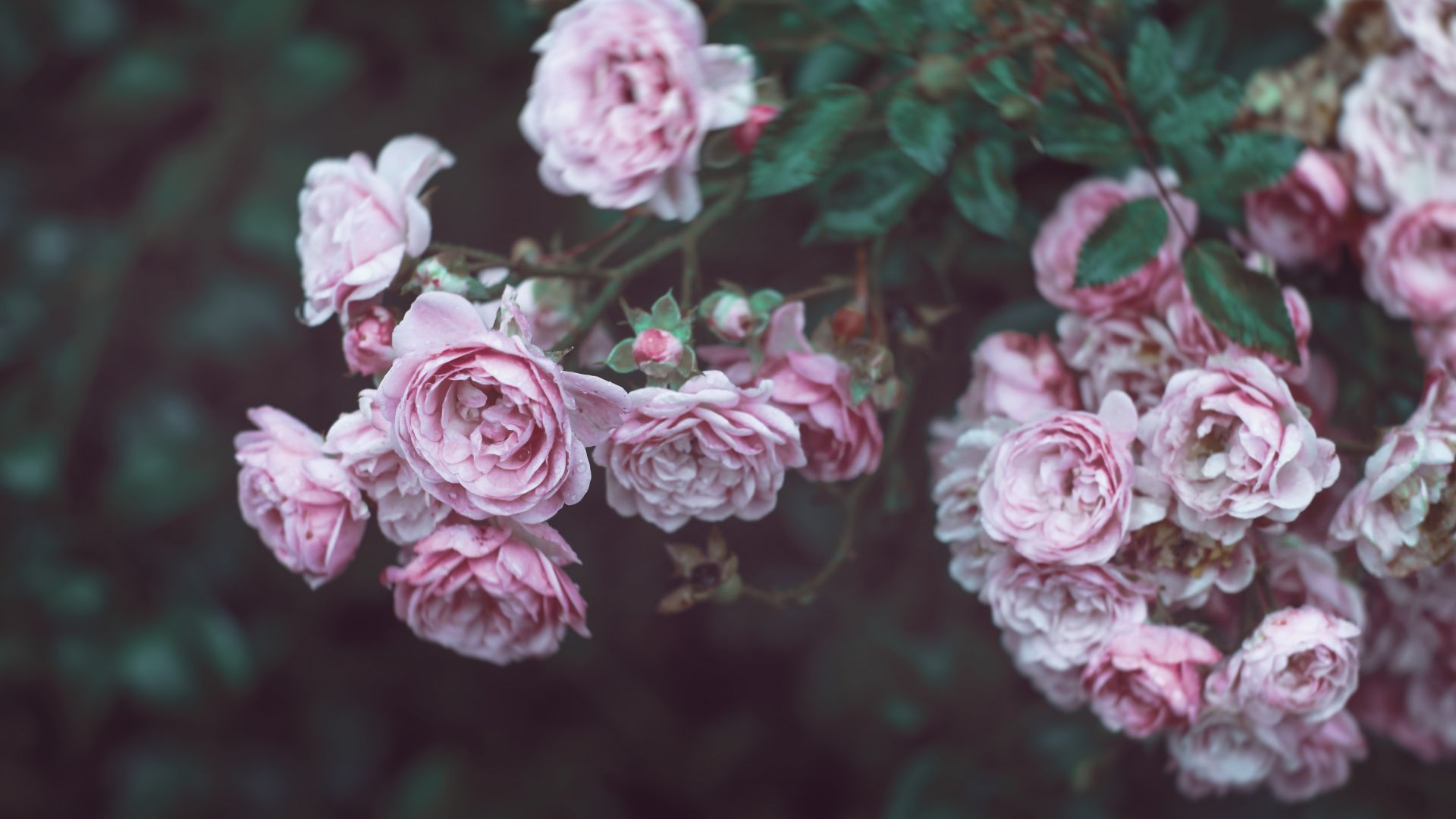 Розы, 4k, HD, 8k, цветы, розовый, Roses, 4k, HD wallpaper, 8k, flowers, pink (horizontal)