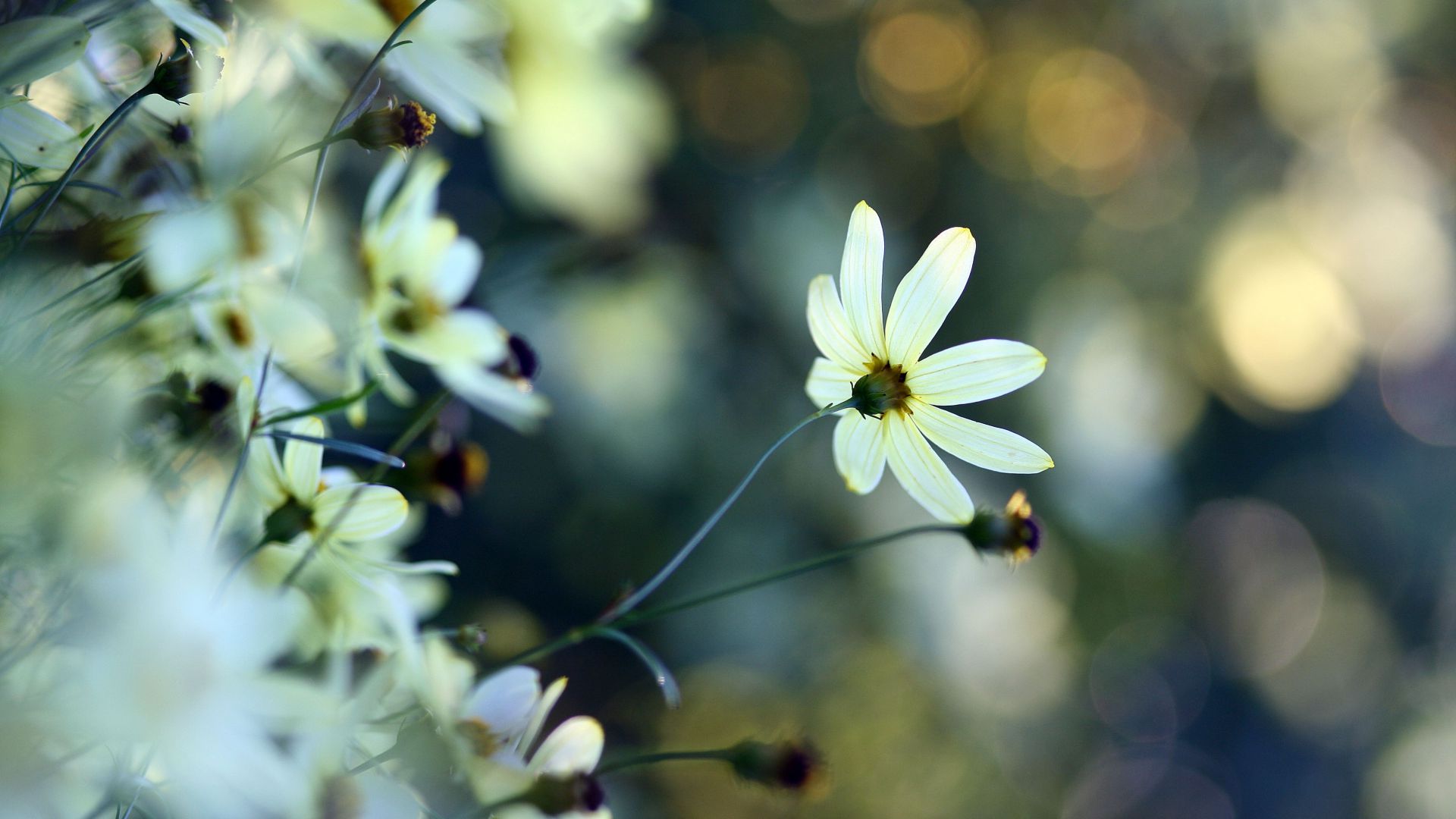 Ромашка, 4k, HD, цветы, белый, Chamomile, 4k, HD wallpaper, flowers, white (horizontal)
