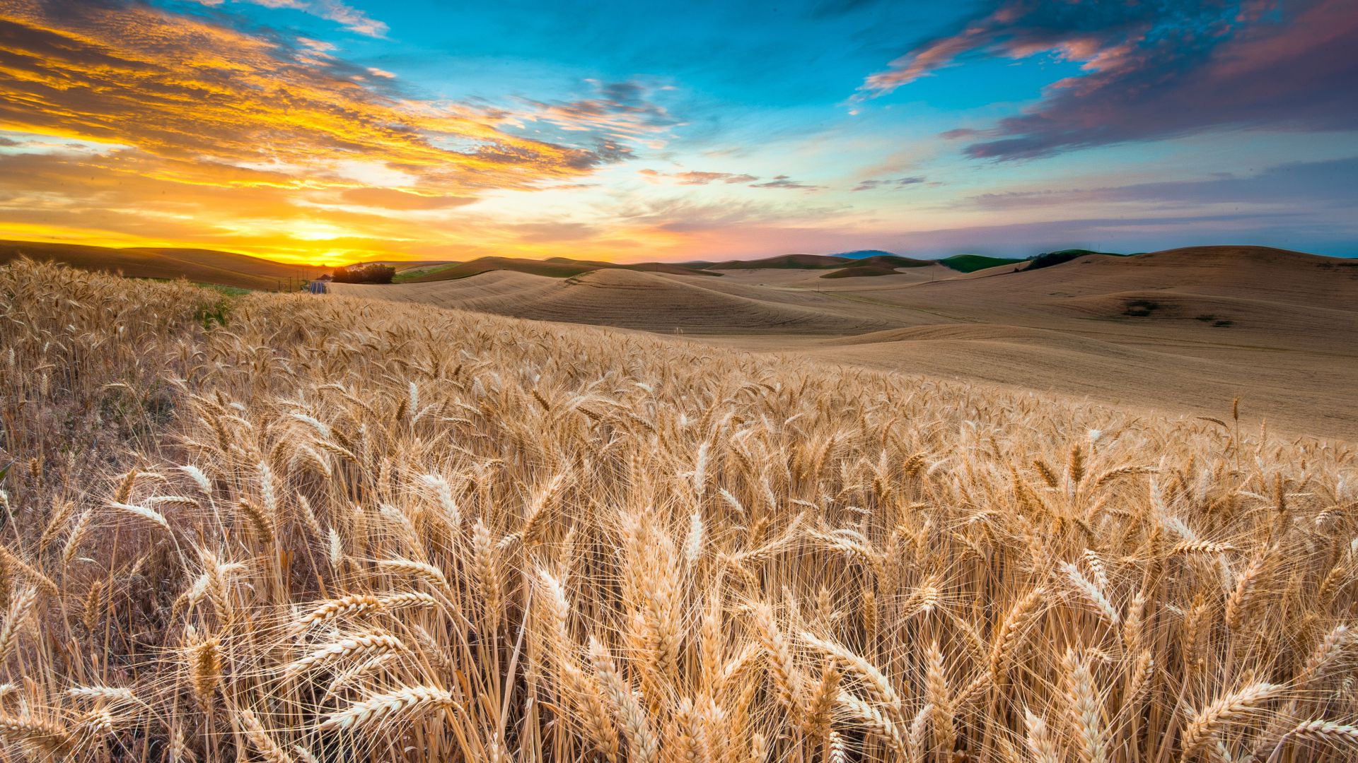 Поле, 4k, HD, пшеница, колоски, небо, облака, Field, 4k, HD wallpaper, wheat, spikes, sky, clouds (horizontal)